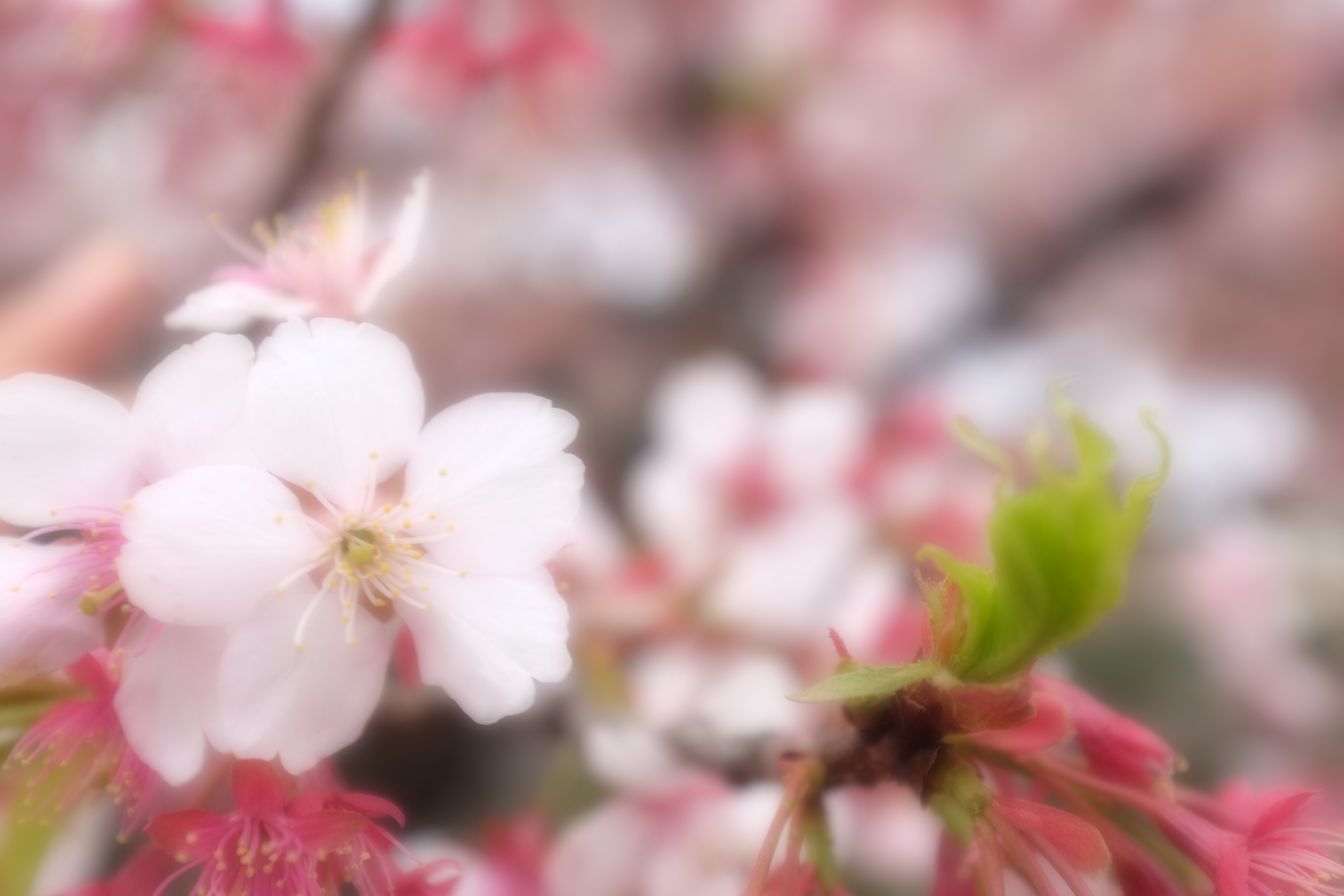 ソフトフォーカス