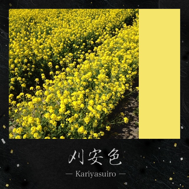 同じ菜の花を撮っても表示される伝統色名が同じとは限りません。背景色は白と黒から選択可能