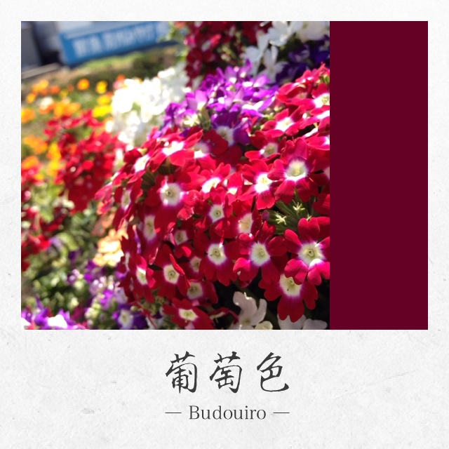 色数の多い被写体だとどんな伝統色が表示されるか楽しみになります