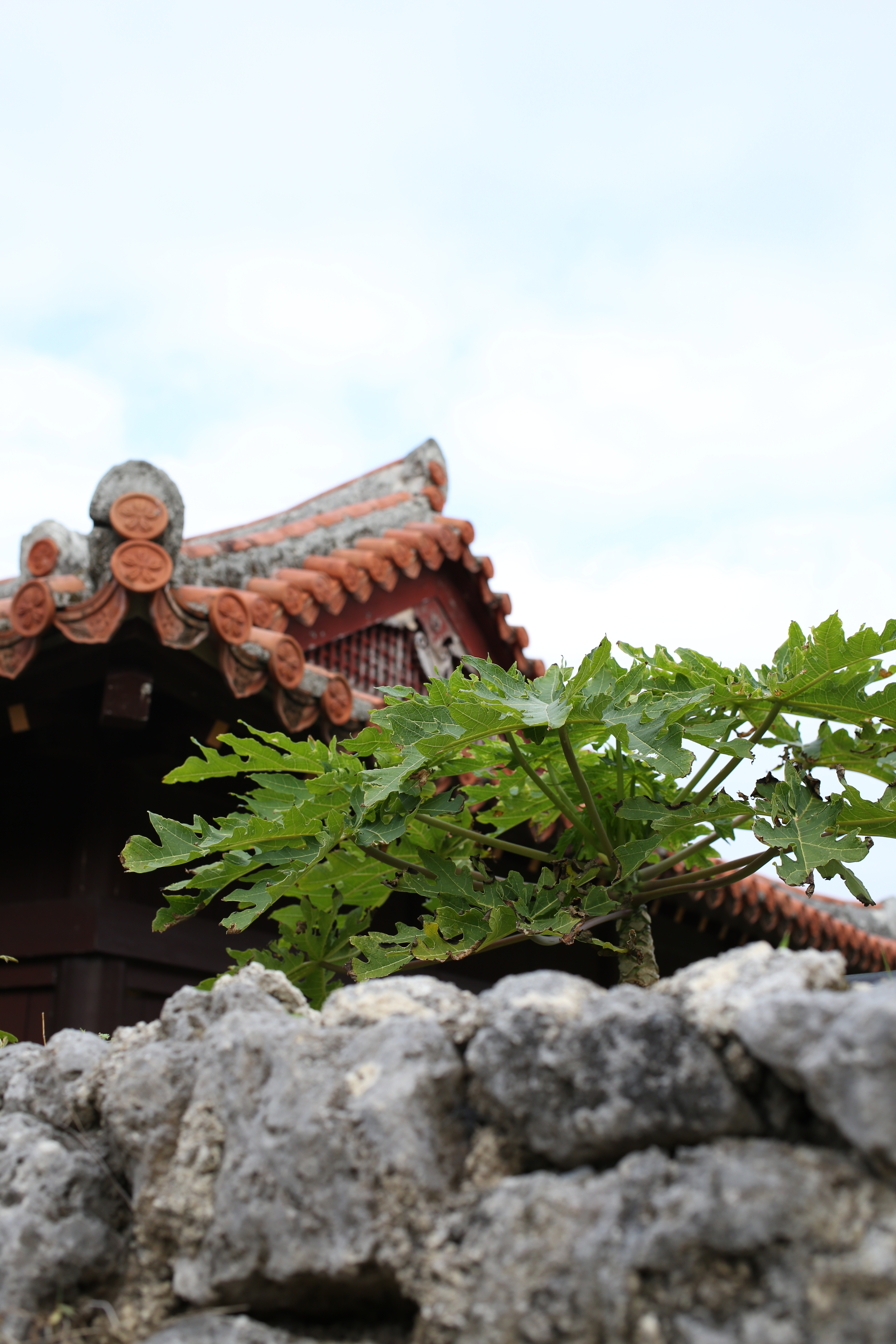 EOS 5D Mark III / EF 40mm F2.8 STM / 約4.5MB / 3,840×5,760 / 1/800秒 / F5.6 / +1EV / ISO400 / 絞り優先AE / WB：オート / 40mm