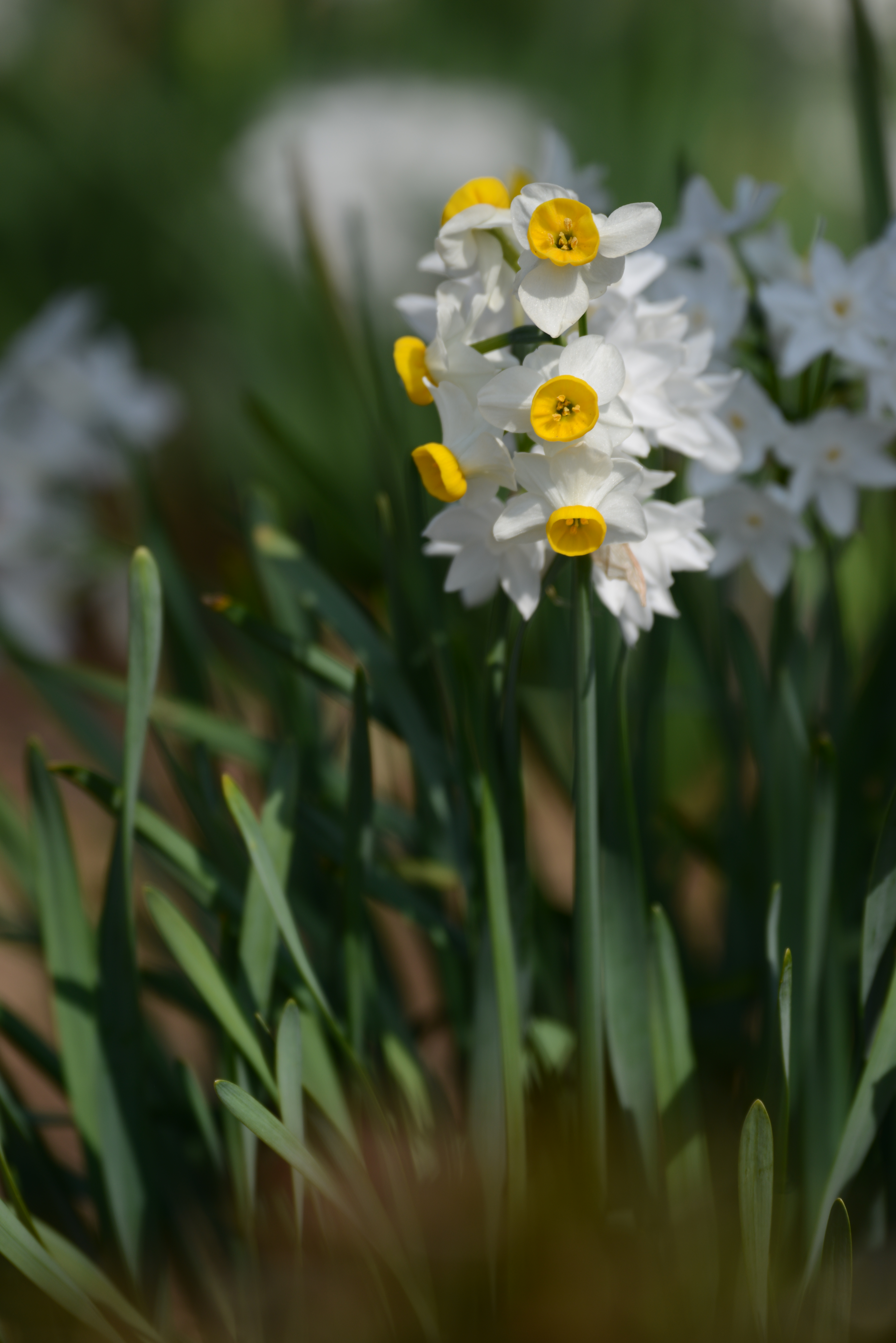 D800 / AF-S NIKKOR 80-400mm F4.5-5.6 G ED VR / 約10.9MB / 4,912×7,360 / 1/500秒 / F5.6 / -0.3EV / ISO100 / 絞り優先AE / WB：オート / 400mm