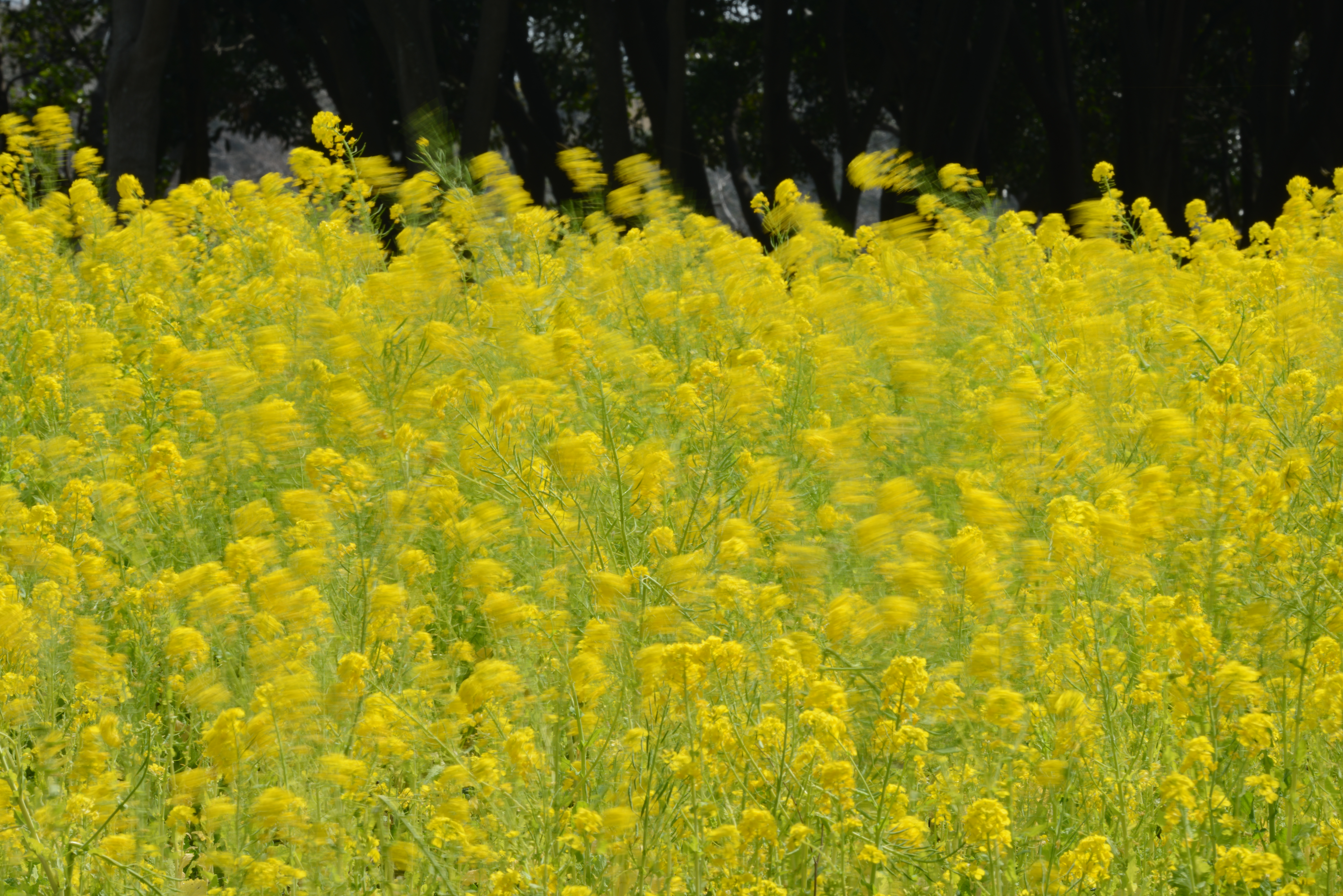 D800 / AF-S NIKKOR 80-400mm F4.5-5.6 G ED VR / 約16MB / 7,360×4,912 / 1/15秒 / F32 / +0.3EV / ISO100 / 絞り優先AE / WB：オート / 250mm