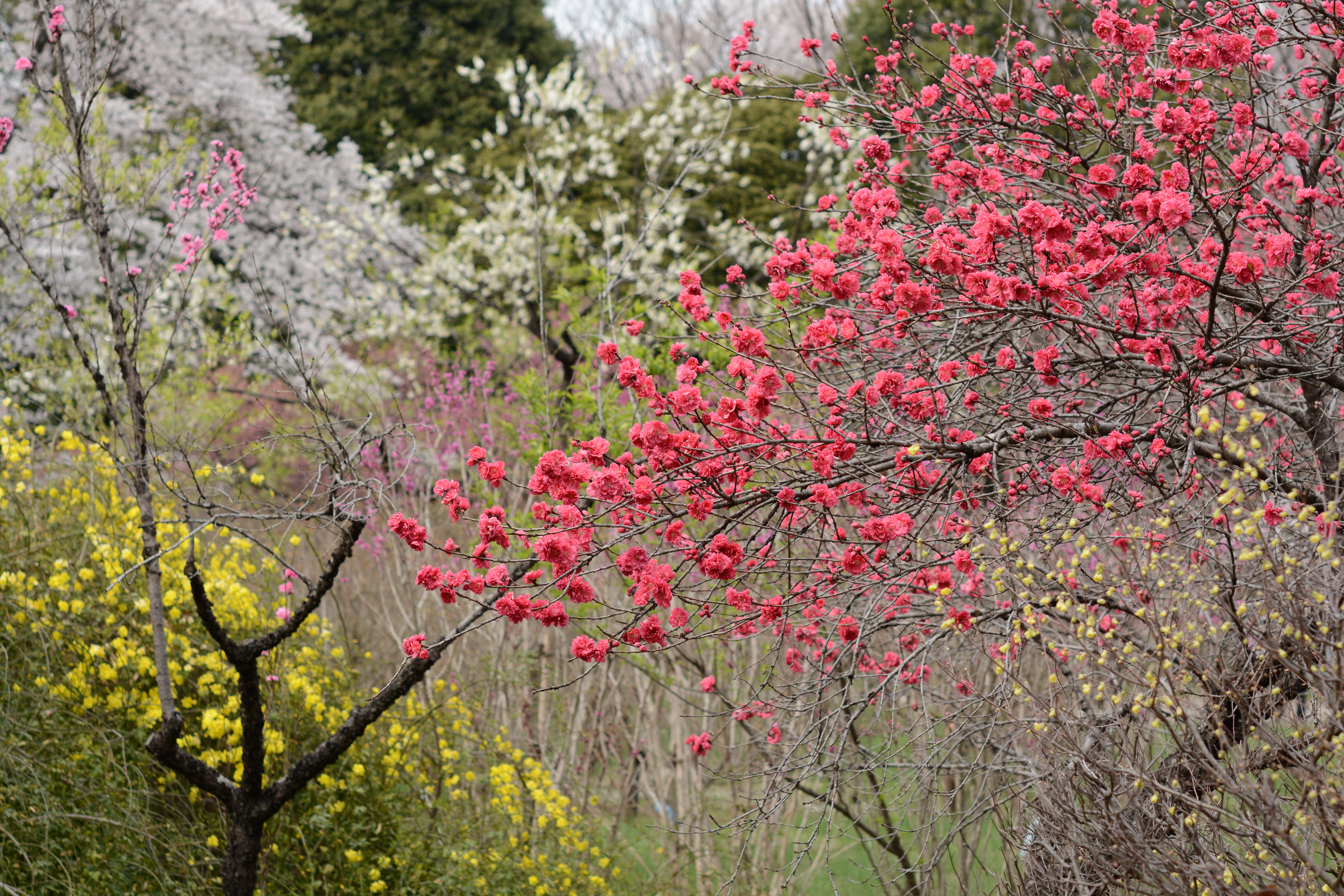 SD スタンダード