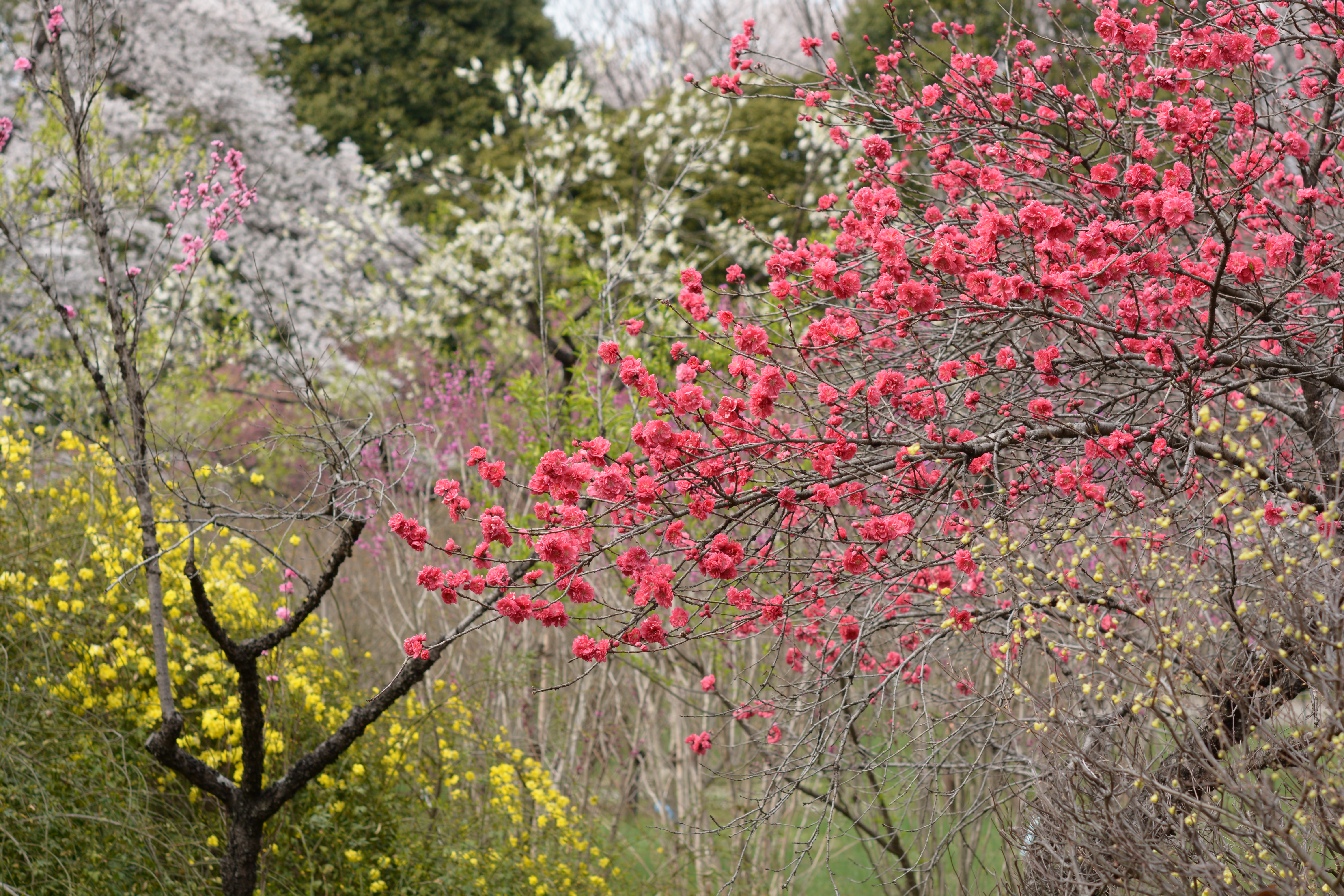 PT ポートレート