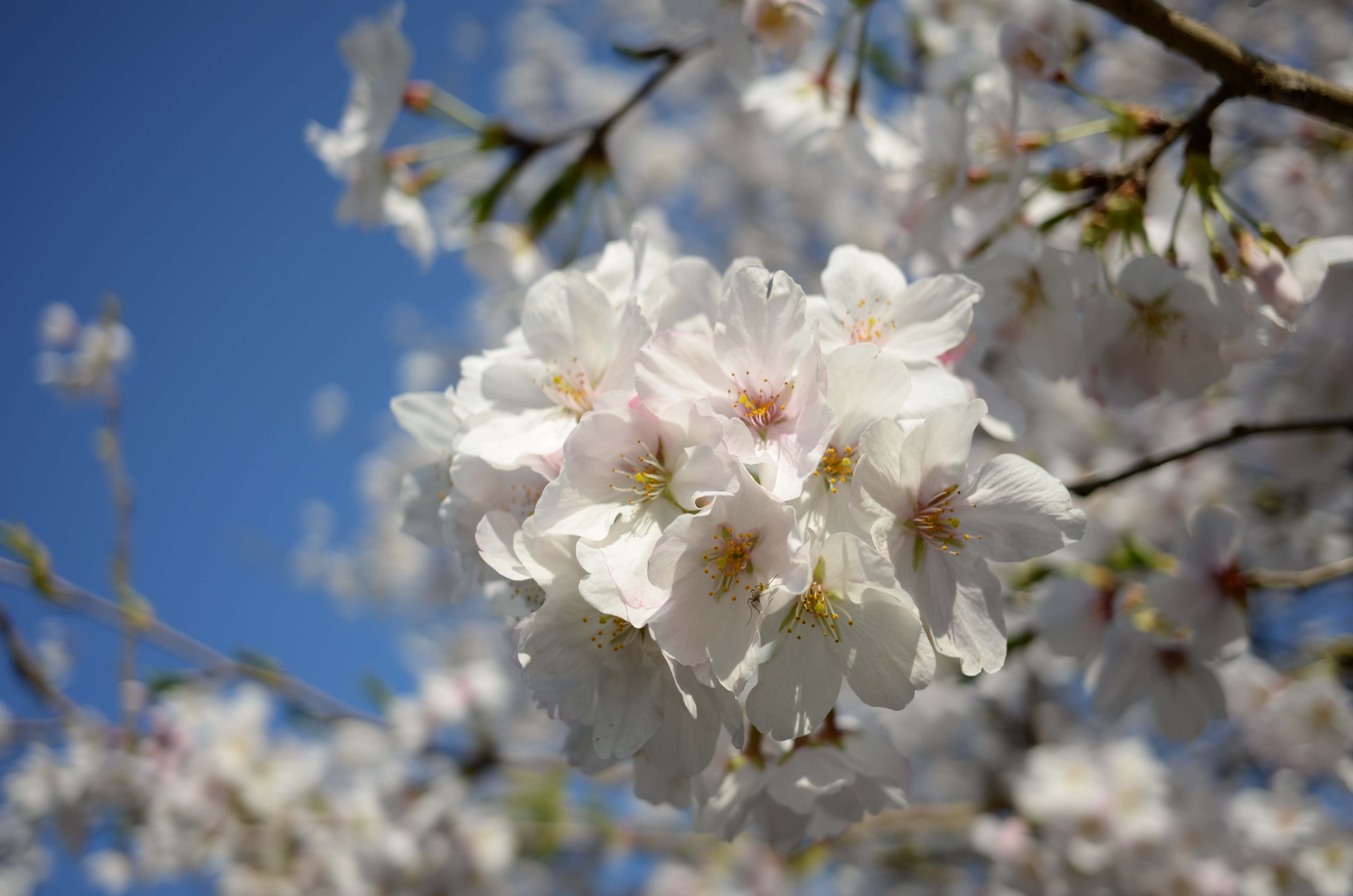 COOLPIX A / 約3.9MB / 4,928×3,264 / 1/1,600秒 / F2.8 / +0.3EV / ISO100