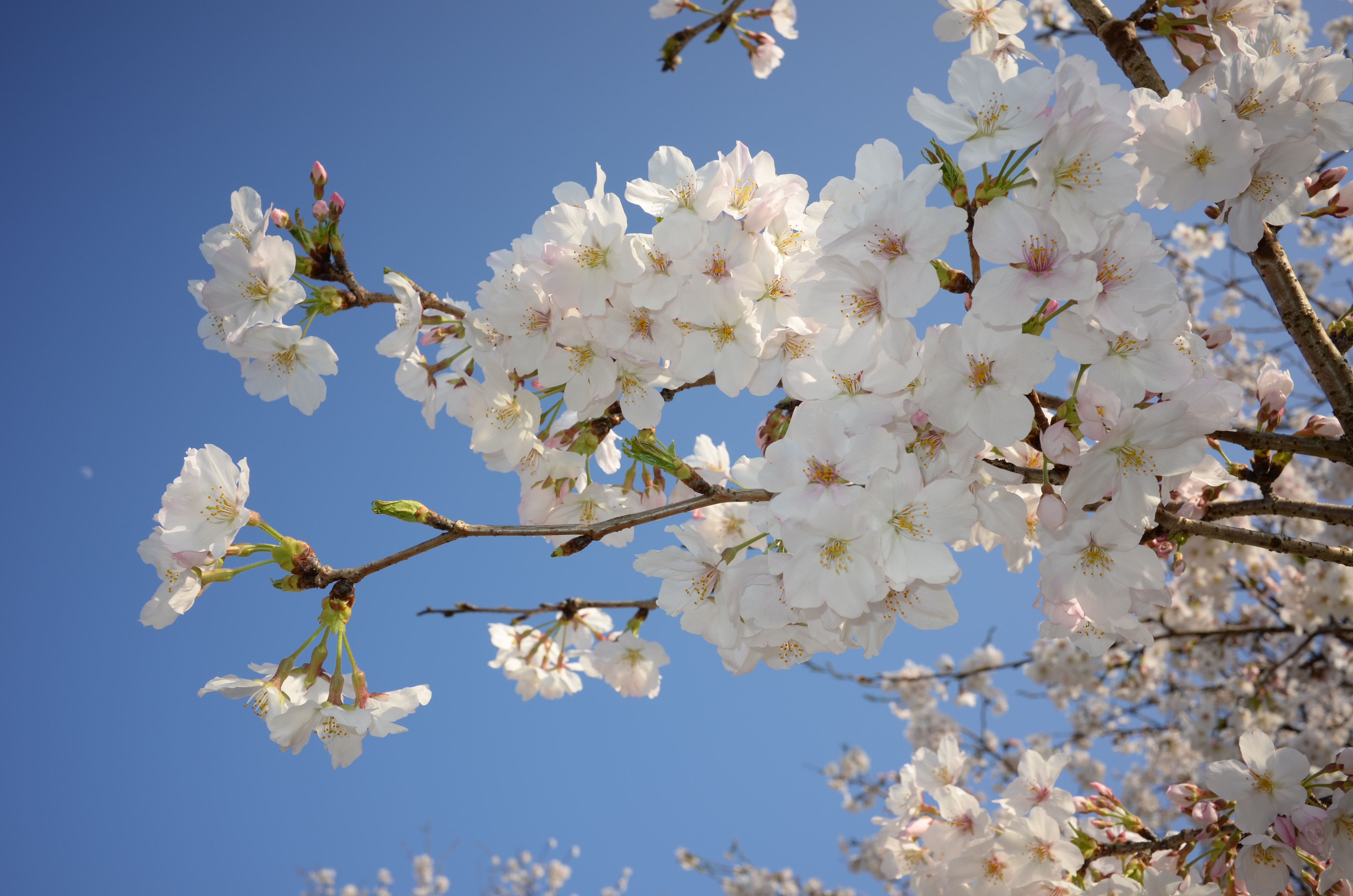 COOLPIX A / 約4.6MB / 4,928×3,264 / 1/200秒 / F8 / +0.3EV / ISO100