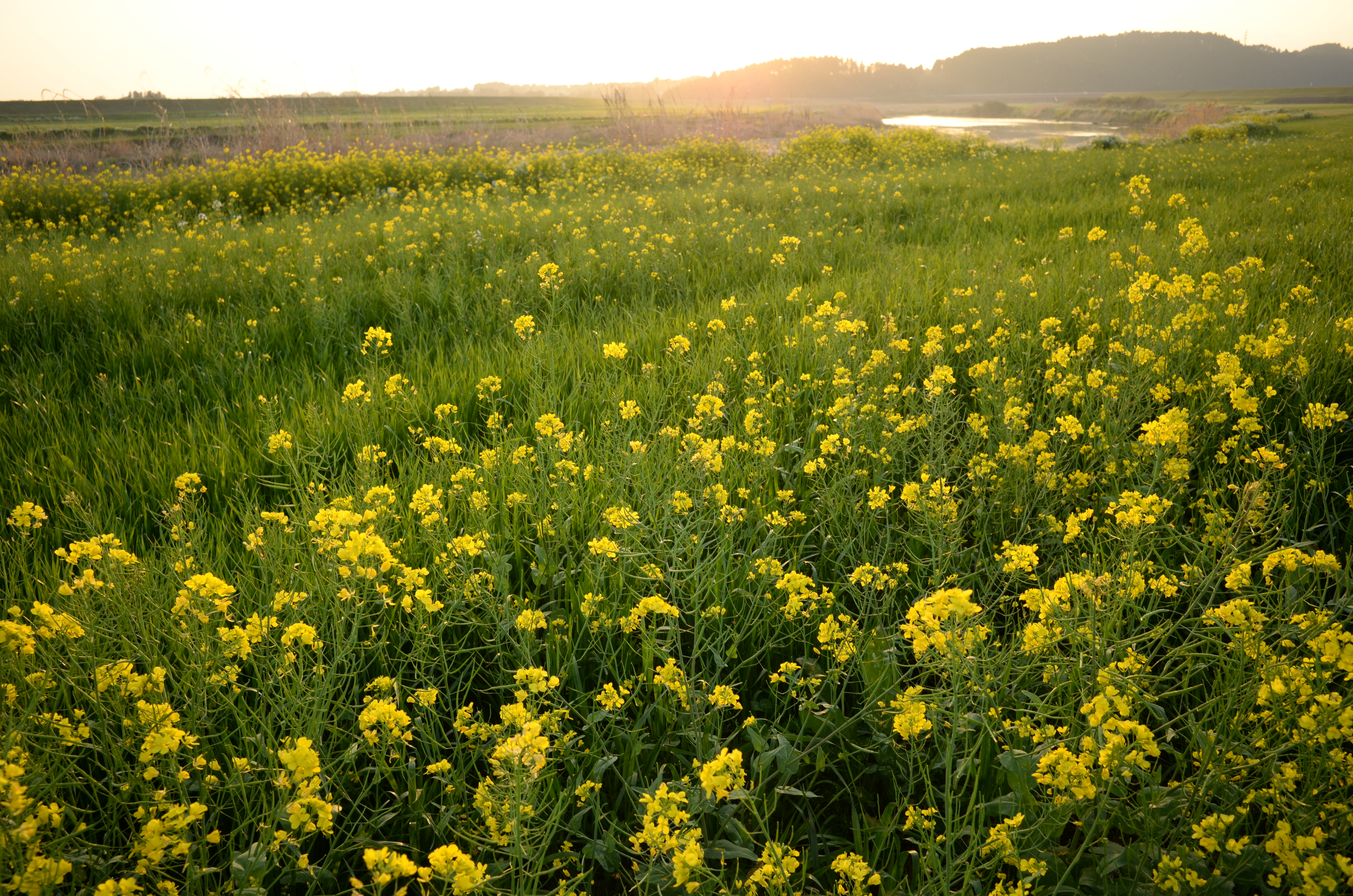 COOLPIX A / 約7.6MB / 4,928×3,264 / 1/60秒 / F5.6 / -0.3EV / ISO100