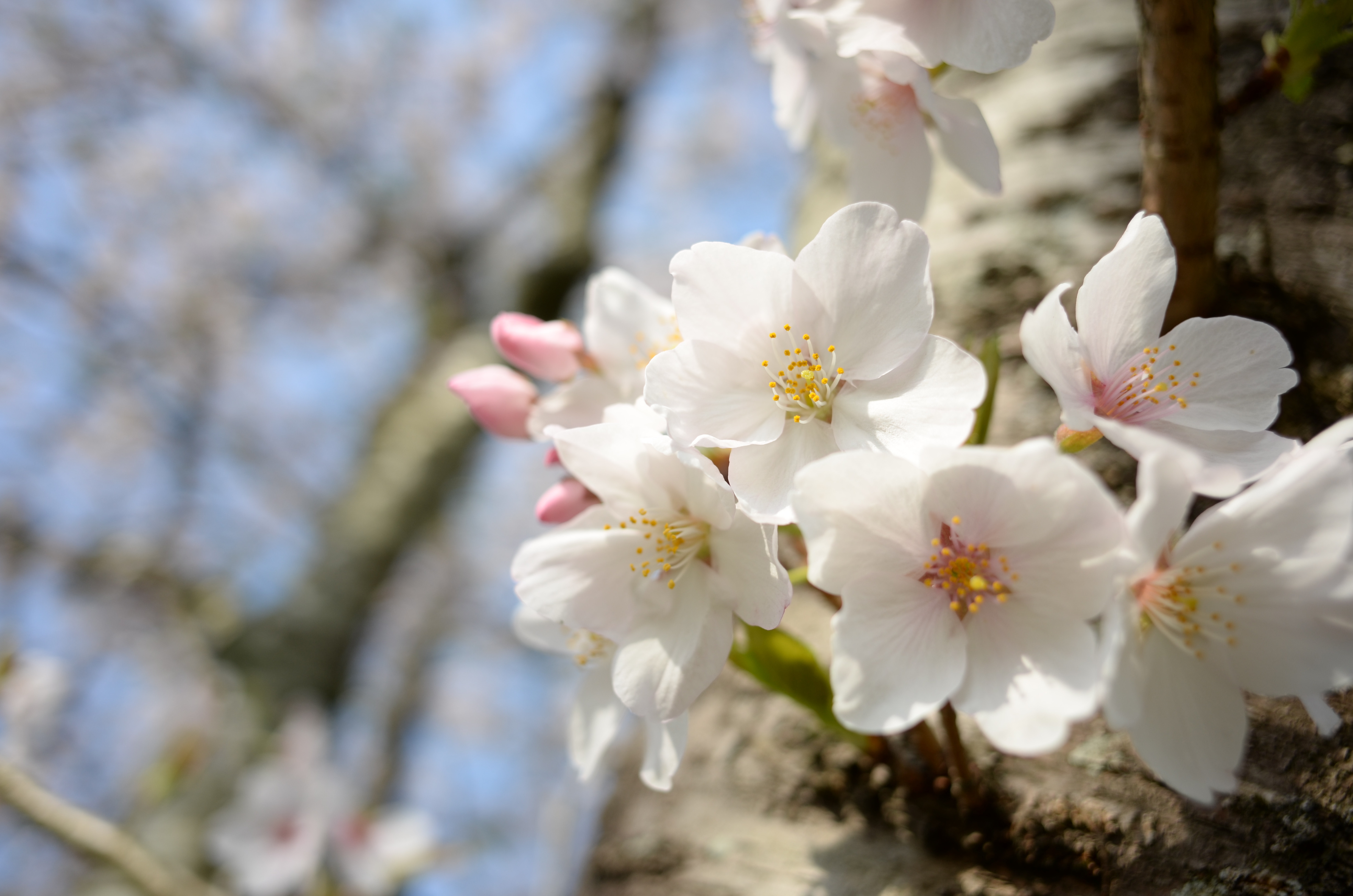 COOLPIX A / 約3.5MB / 4,928×3,264 / 1/800秒 / F2.8 / +1EV / ISO100