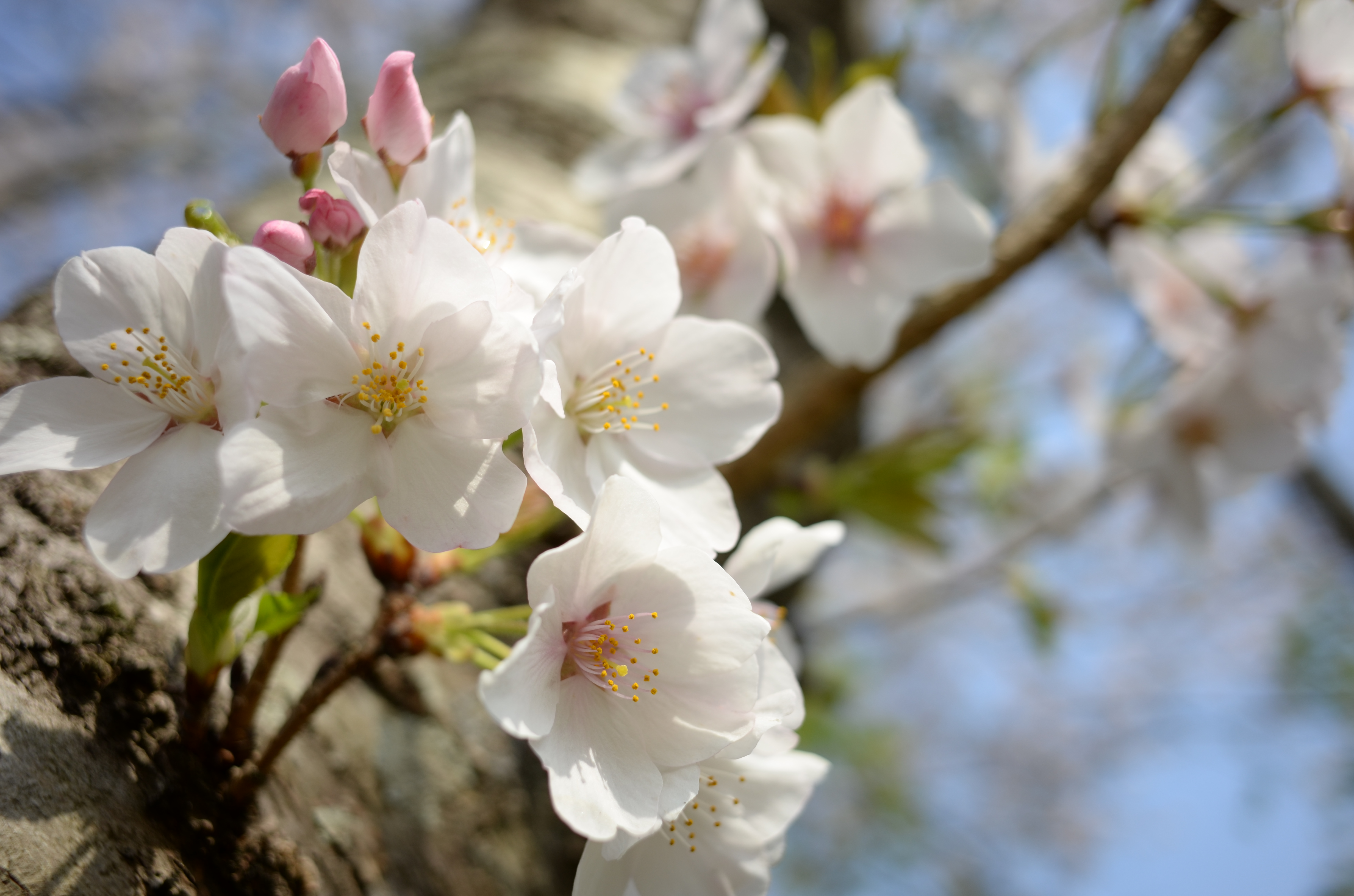 COOLPIX A / 約3.7MB / 4,928×3,264 / 1/800秒 / F2.8 / +1EV / ISO100