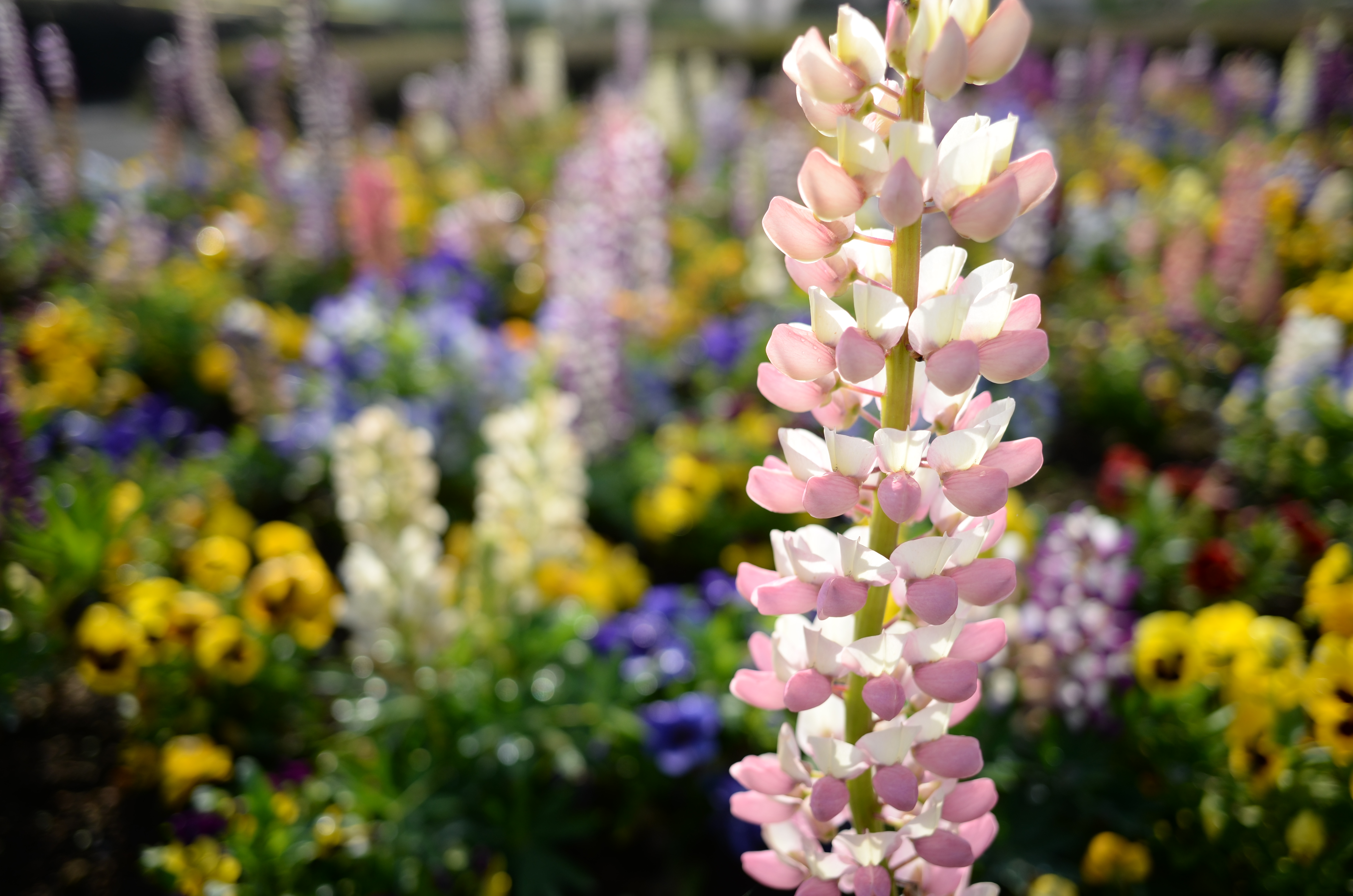 COOLPIX A / 約4.2MB / 4,928×3,264 / 1/800秒 / F2.8 / +0.7EV / ISO100