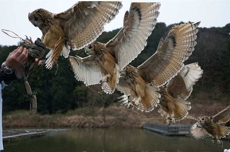 モーションショットの作例