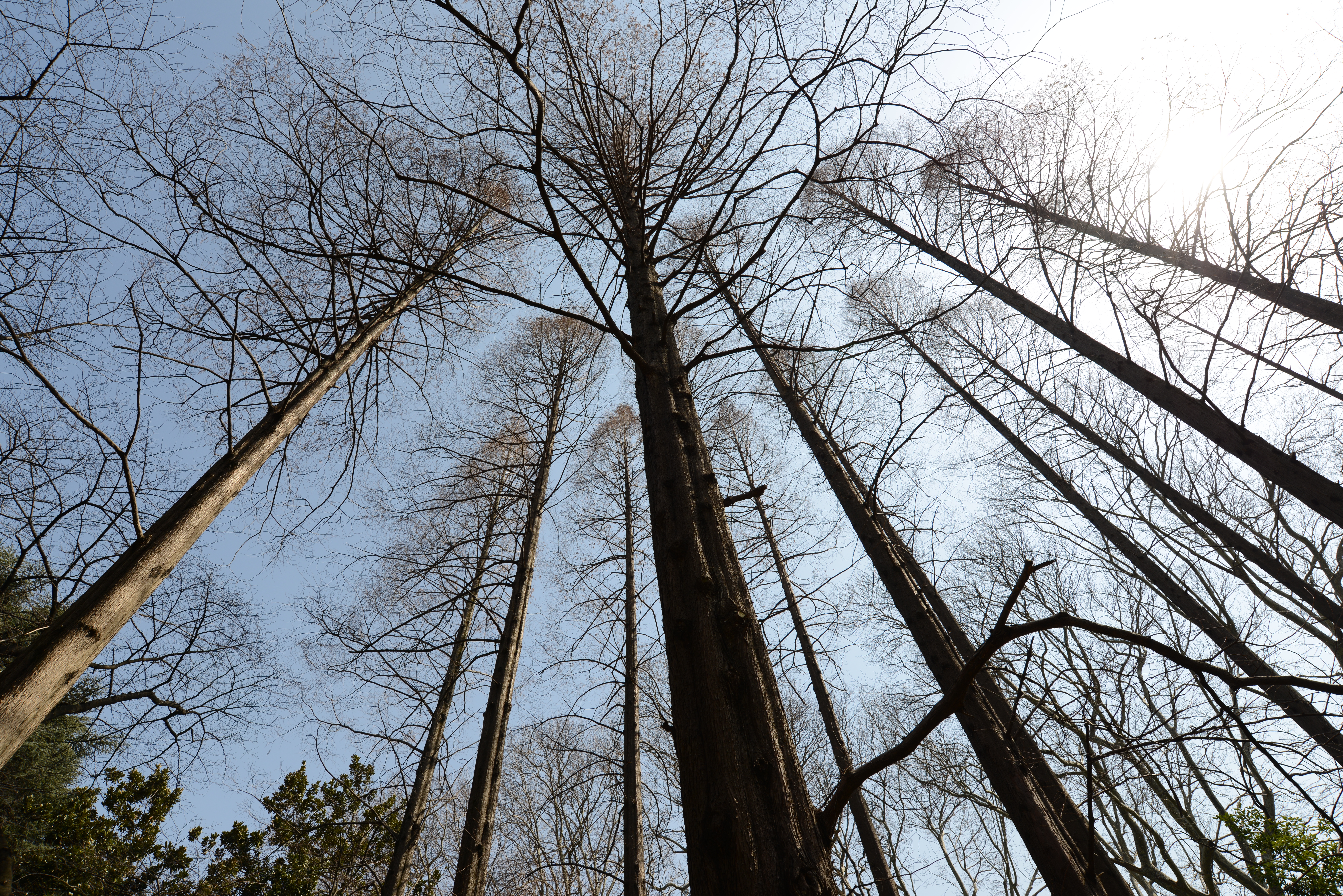 D800 / AF-S NIKKOR 18-35mm F3.5-4.5 G ED / 約28.5MB / 7,360×4,912 / 1/250秒 / F8 / +1.3EV / ISO100 / 絞り優先AE / WB：オート / 18mm