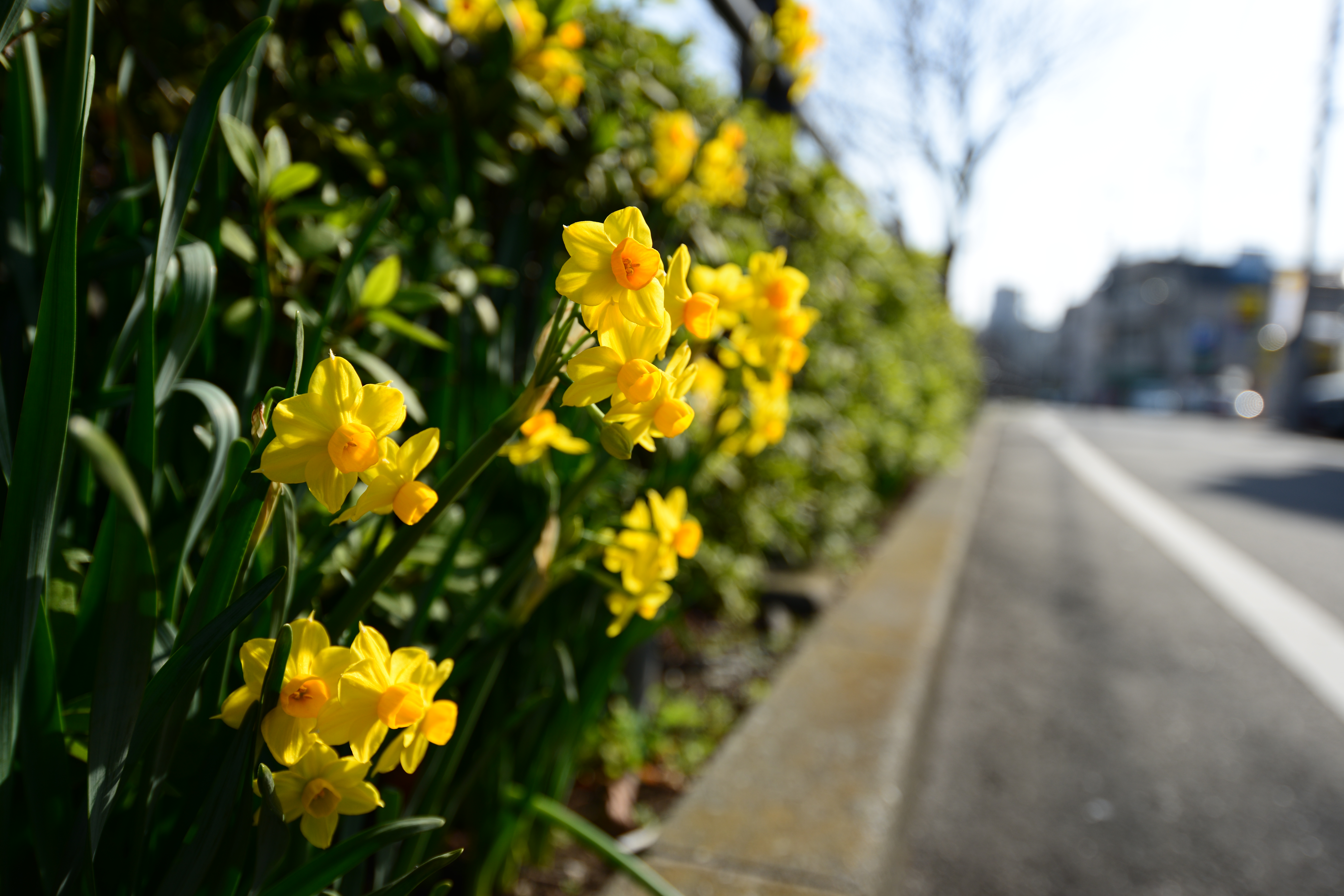 D800 / AF-S NIKKOR 18-35mm F3.5-4.5 G ED / 約11.6MB / 7,360×4,912 / 1/640秒 / F4.2 / +0.3EV / ISO100 / 絞り優先AE / WB：オート / 27mm