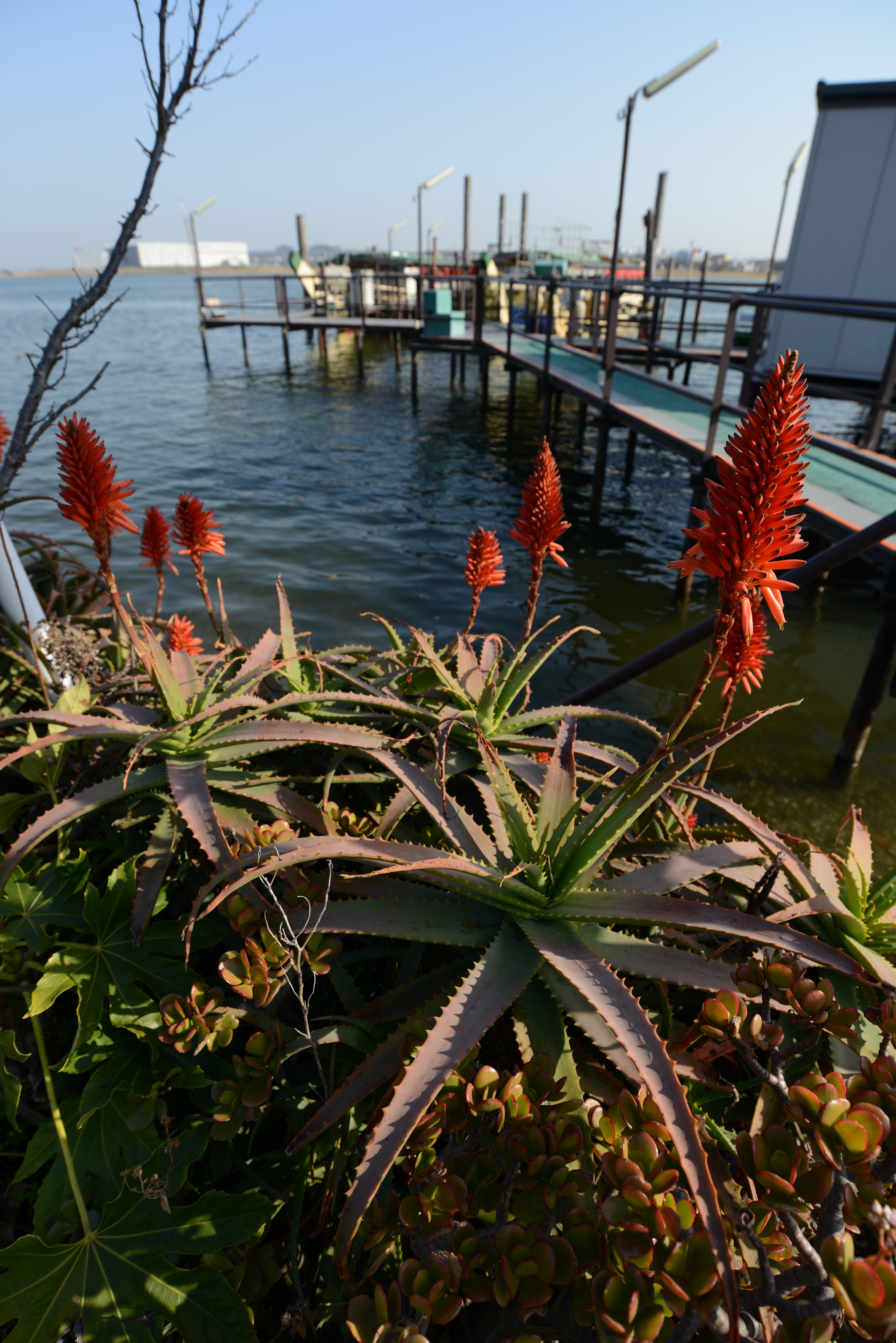 D800 / AF-S NIKKOR 18-35mm F3.5-4.5 G ED / 約13.7MB / 4,912×7,360 / 1/400秒 / F5.6 / -0.3EV / ISO100 / 絞り優先AE / WB：オート / 18mm