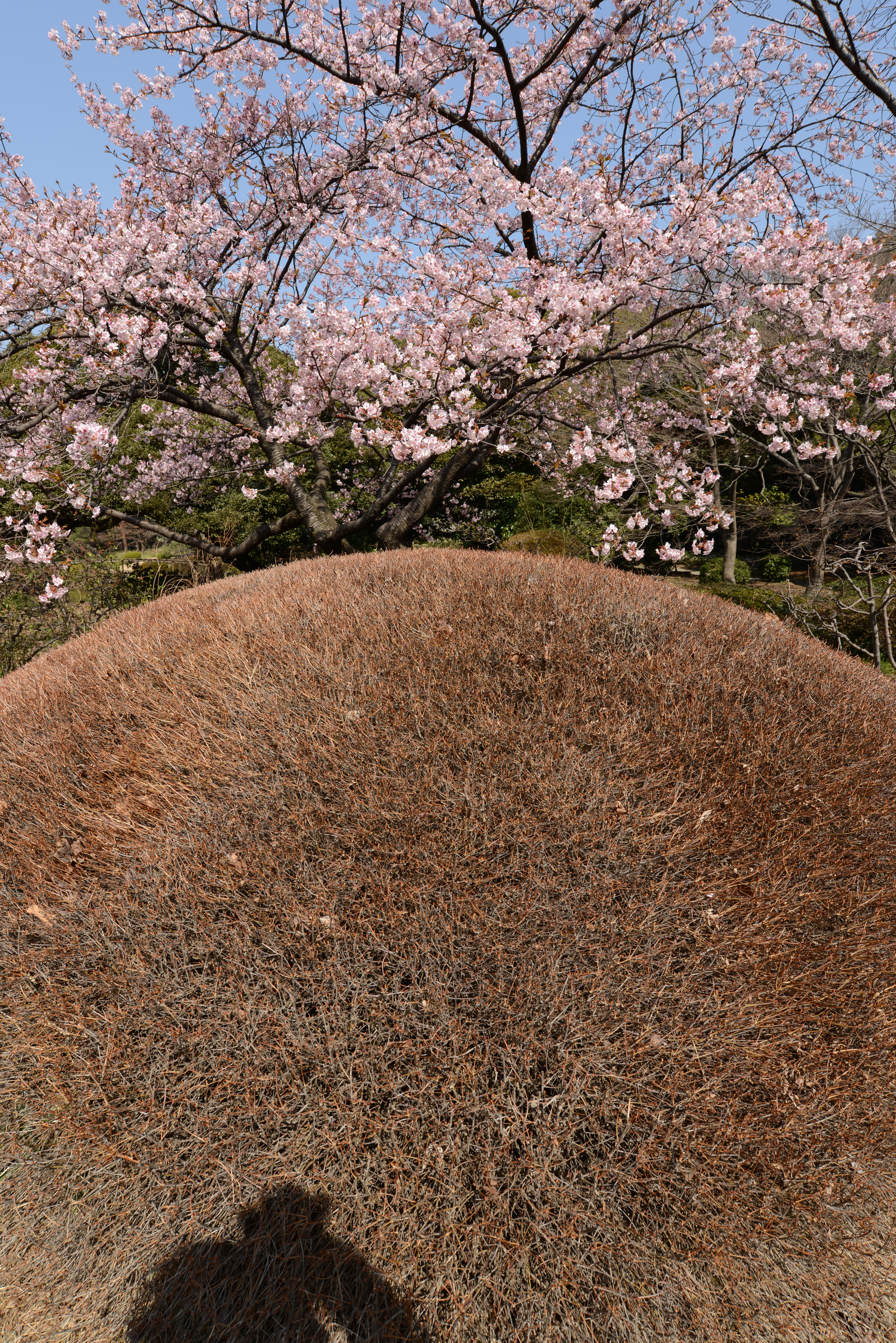 D800 / AF-S NIKKOR 18-35mm F3.5-4.5 G ED / 約27MB / 4,912×7,360 / 1/100秒 / F11 / -0.3EV / ISO100 / 絞り優先AE / WB：晴天 / 18mm