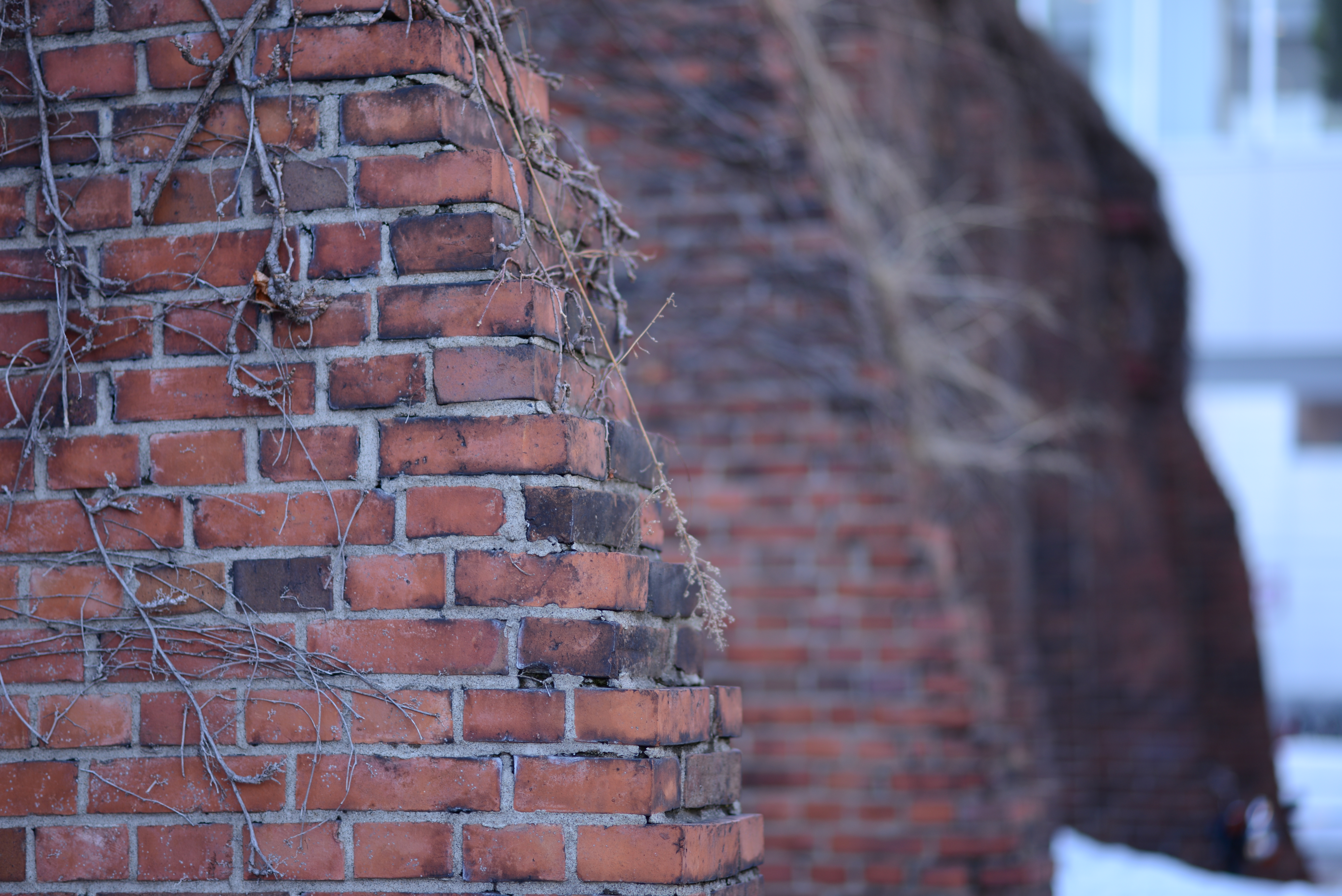 ほかの2本もそうだけど、絞り開放でも画面中心部はそれなりにちゃんと解像してくれる。シャープさ重視ならF2.8ぐらいがおすすめだけど。絞り優先AE / 6,016×4,016 / 1/250秒 / F1.8 / －1EV / ISO100 / WB：晴天