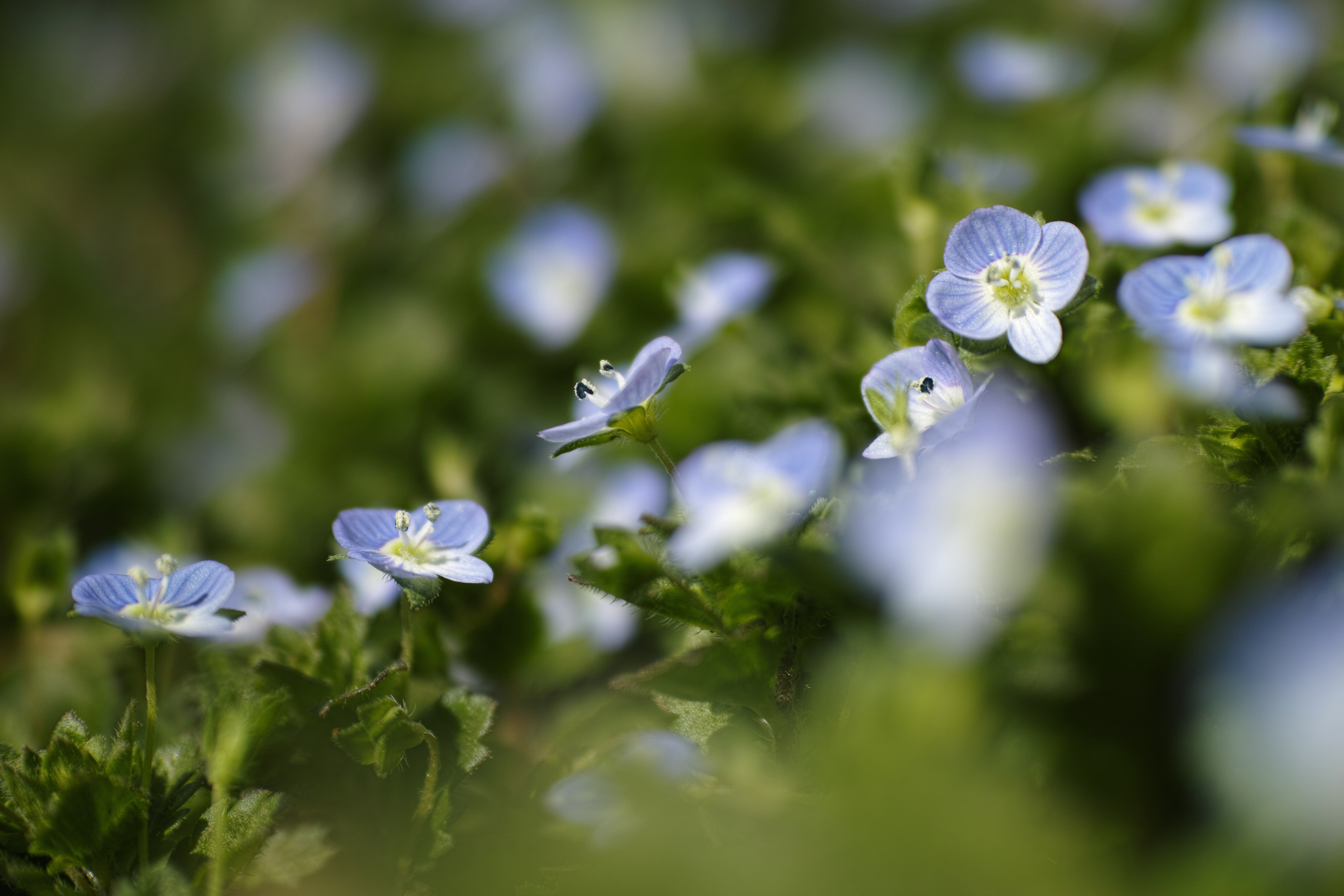 近所の駐車場に生えていたオオイヌノフグリで、春に花を咲かせるいわゆる雑草の代表格だ。しかし高倍率マクロで拡大して見みると、米粒のような花粉と雌しべの神秘的形状に驚いてしまう。（左：クローズアップレンズ使用、右：クローズアップレンズ未使用）