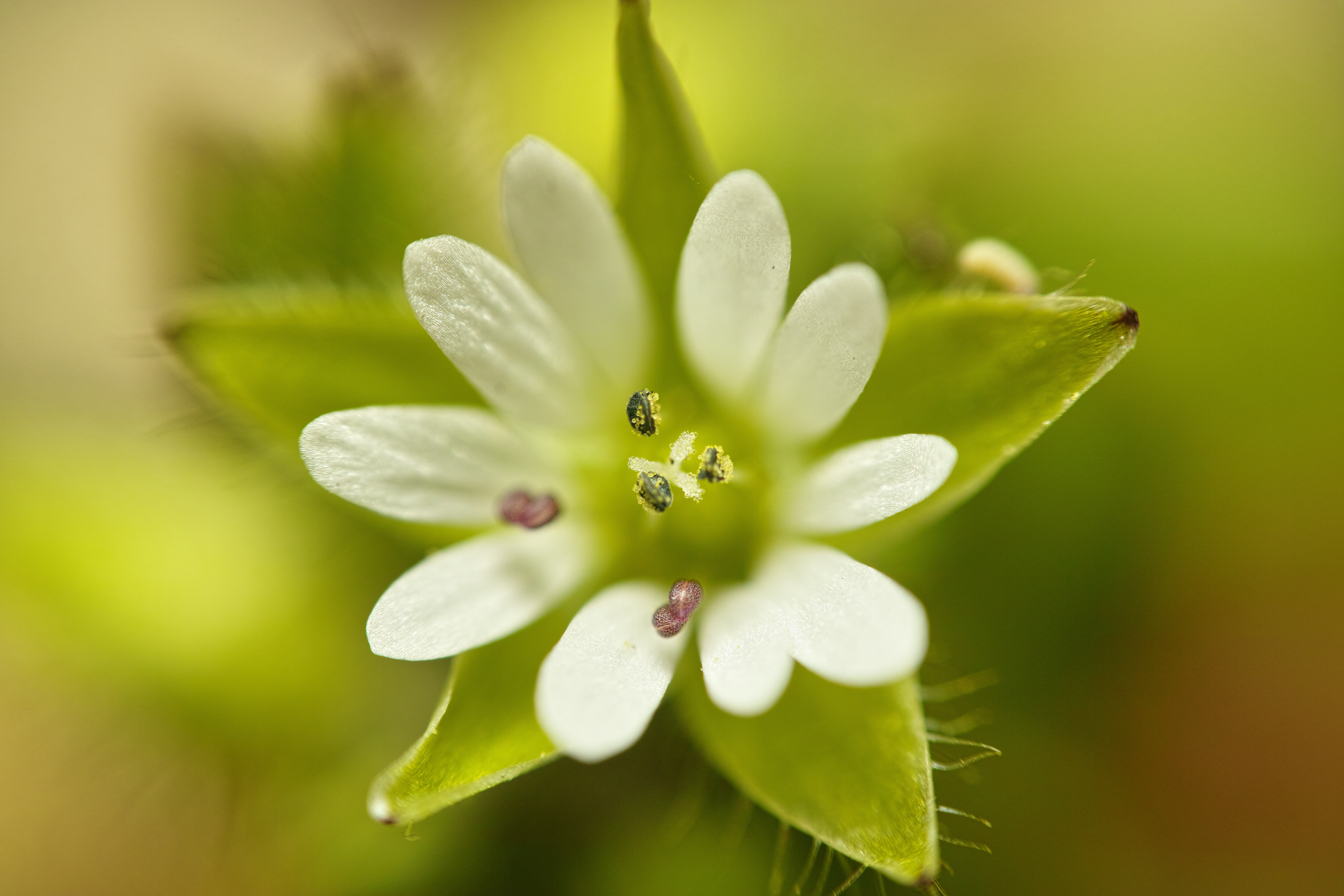 ハコベの花は肉眼で見ると小さくて地味だが、こちらも拡大すると雄しべや雌しべに付いた花粉が宝石のように美しく、息を飲んでしまう。（左：クローズアップレンズ使用、右：クローズアップレンズ未使用）