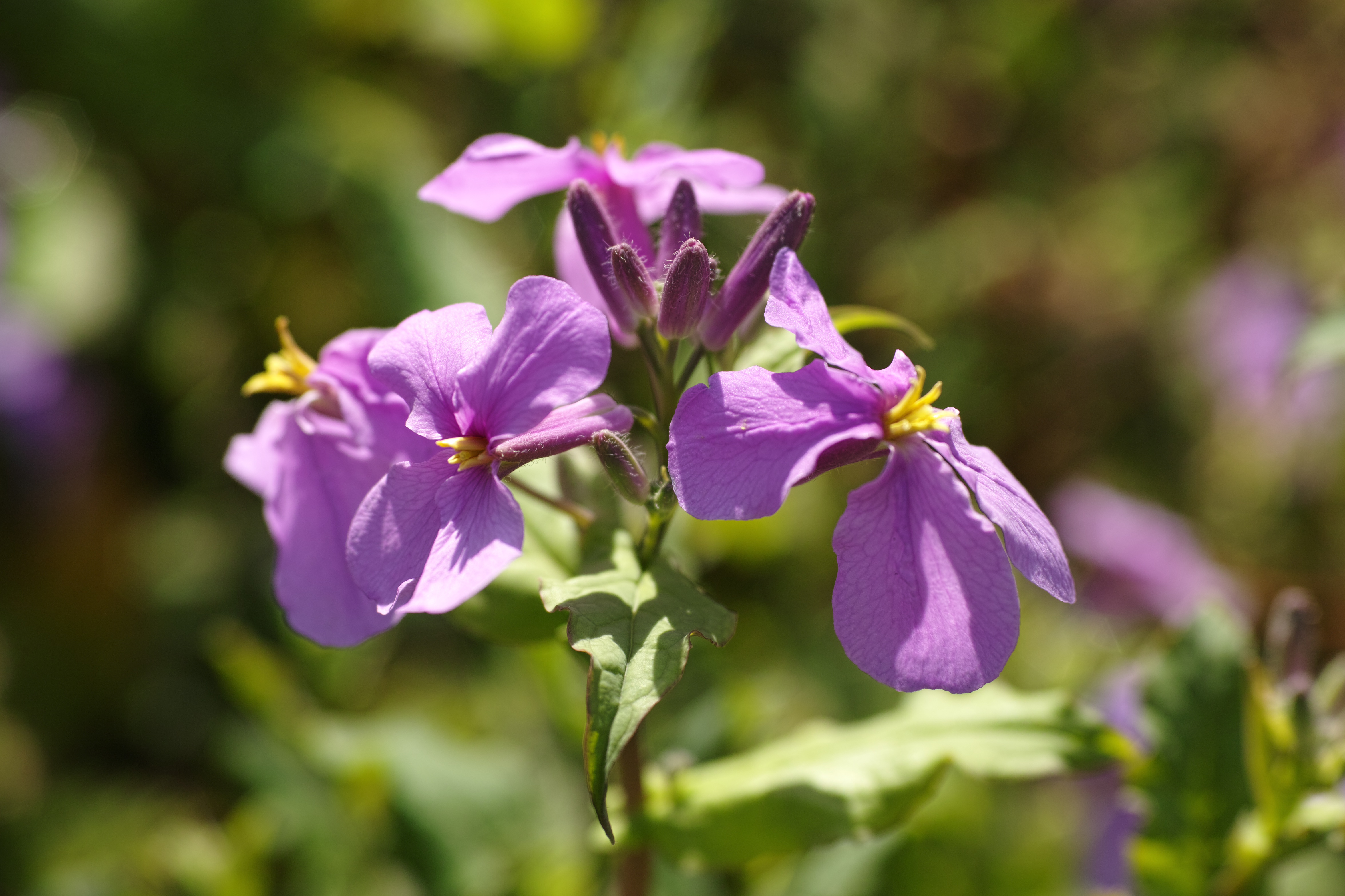 ナノハナに似て紫色の花を咲かせるムラサキハナナ、そのつぼみの先端を拡大撮影してみたが、細胞の1つ1つがはっきり写し出されている。まさにぐんぐん成長する生命の勢いを見ることができる。（左：クローズアップレンズ使用、右：クローズアップレンズ未使用）