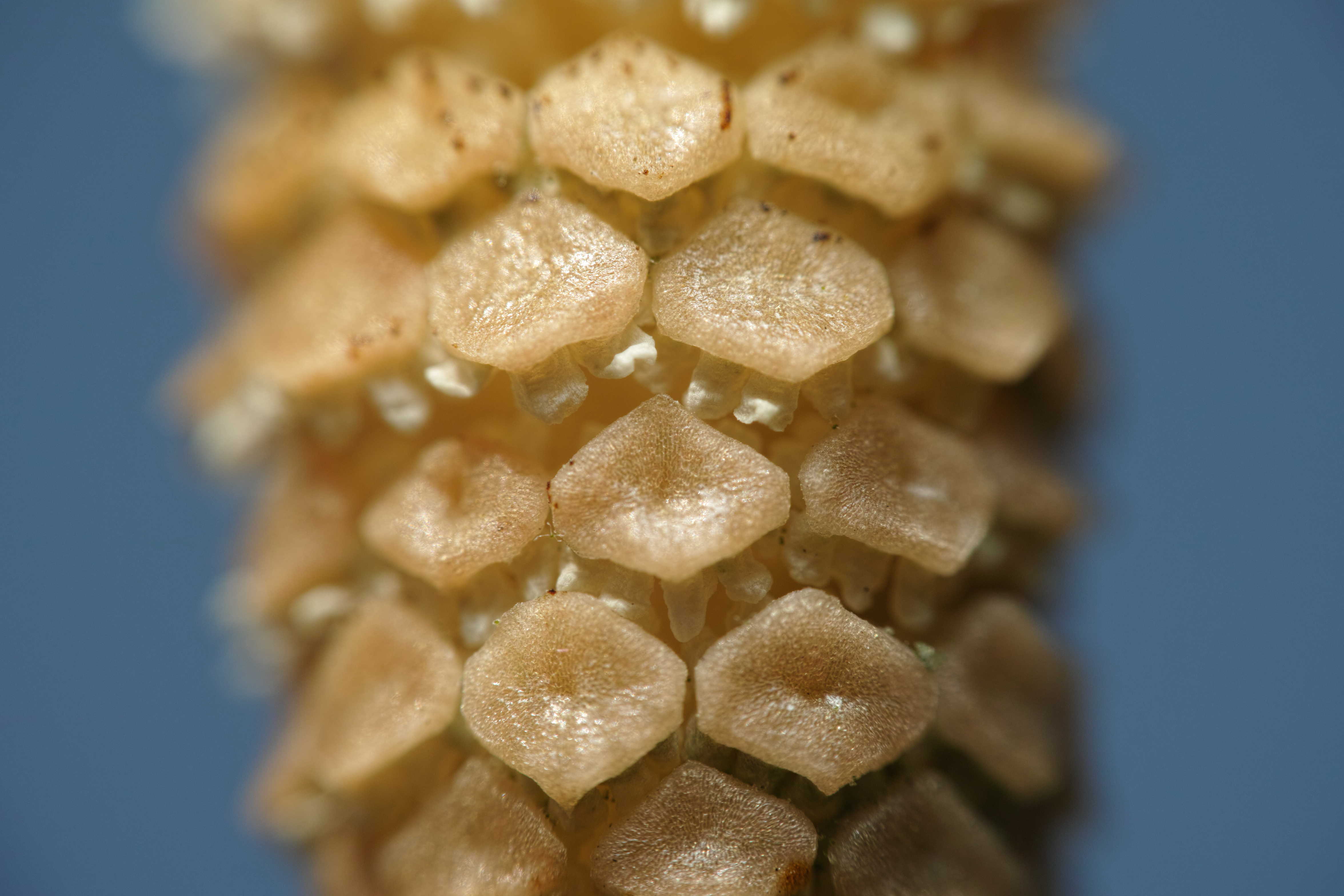 ツクシは花ではなく、スギナから生える胞子嚢だ。規則正しく六角形に割れた外殻の内側から胞子を放出する器官が見えているが、そのディテールはまるで怪獣を思わせる。（左：クローズアップレンズ使用、右：クローズアップレンズ未使用）