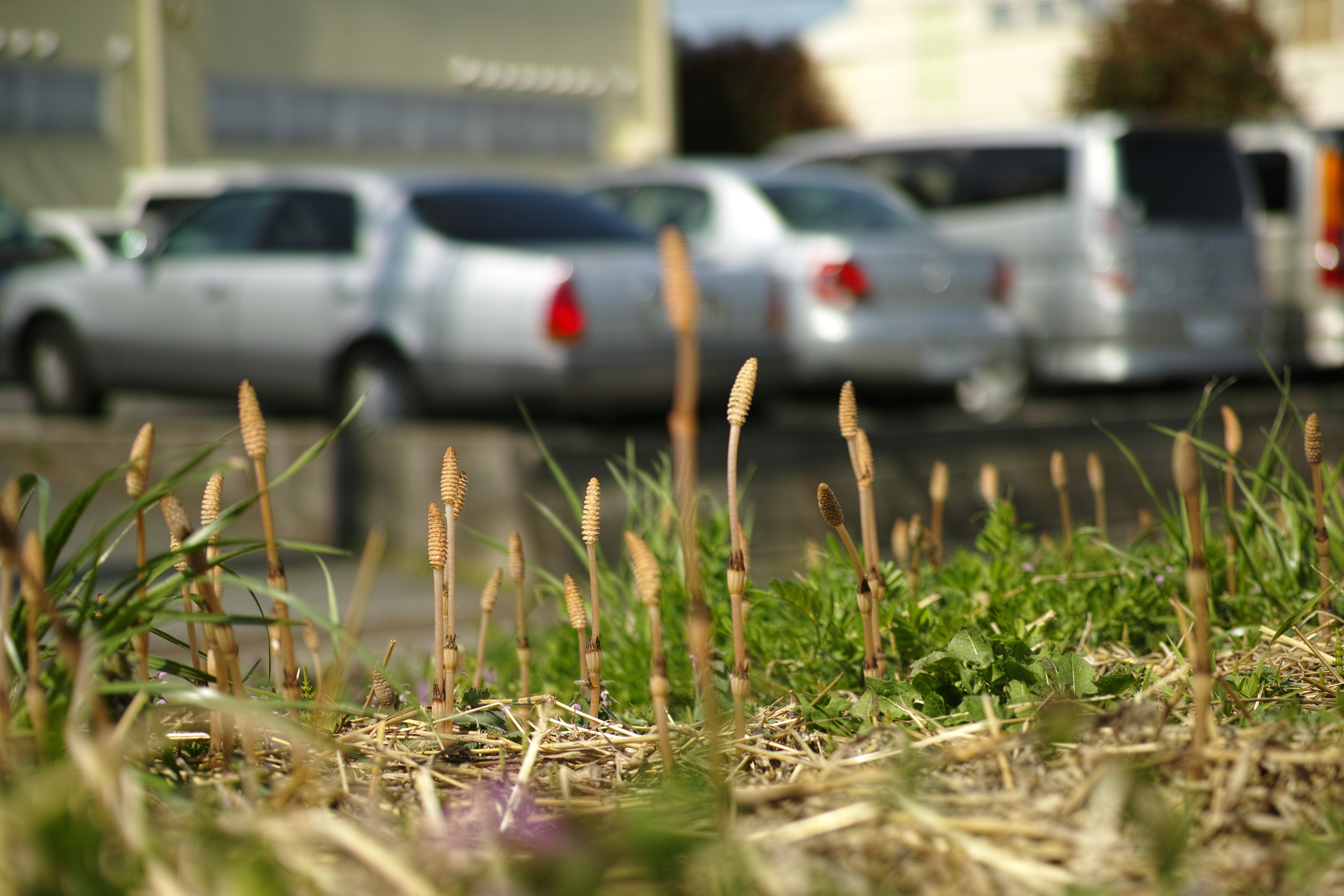 ツクシは花ではなく、スギナから生える胞子嚢だ。規則正しく六角形に割れた外殻の内側から胞子を放出する器官が見えているが、そのディテールはまるで怪獣を思わせる。（左：クローズアップレンズ使用、右：クローズアップレンズ未使用）
