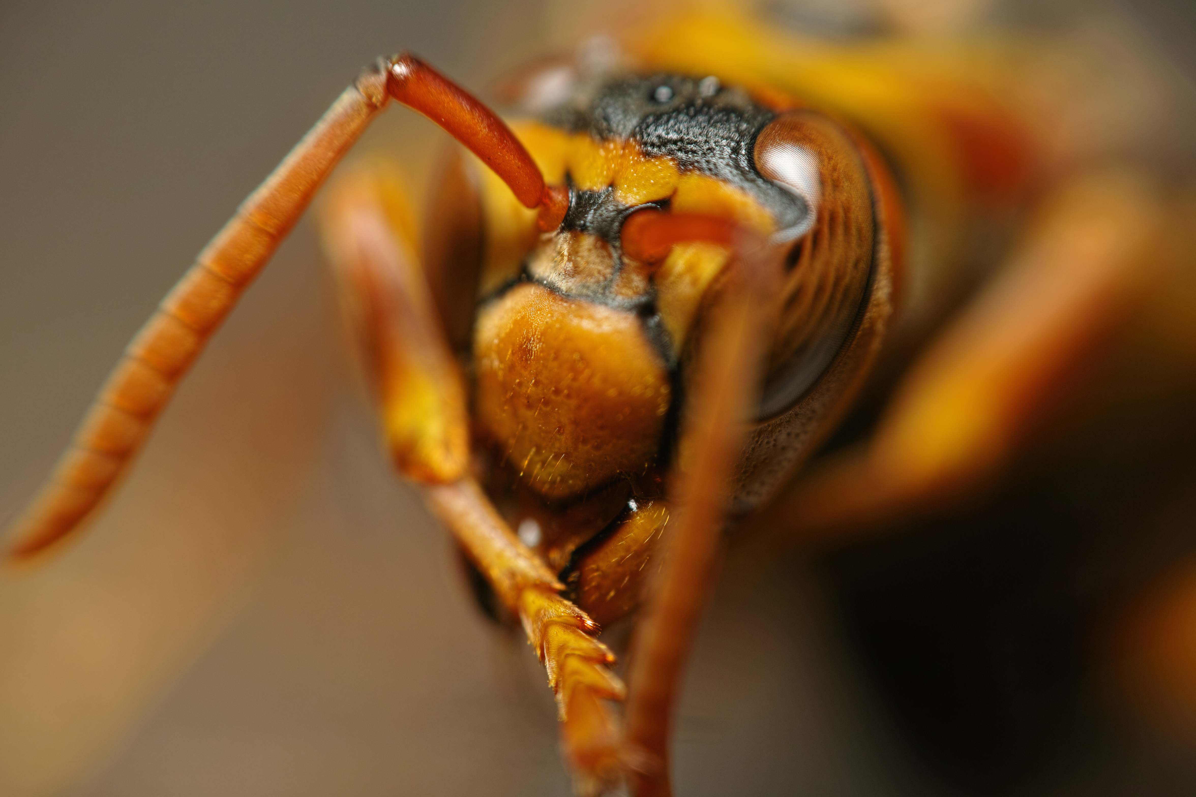自宅の室内に迷い込んだキアシナガバチ。さんざん飛び回った挙げ句、一休みして脚の手入れをしているところをすかさず撮影した。本来は比較的攻撃性の強いハチだが、この季節に見られるのは女王バチで、実のところ滅多には攻撃してこない。（クローズアップレンズ使用）