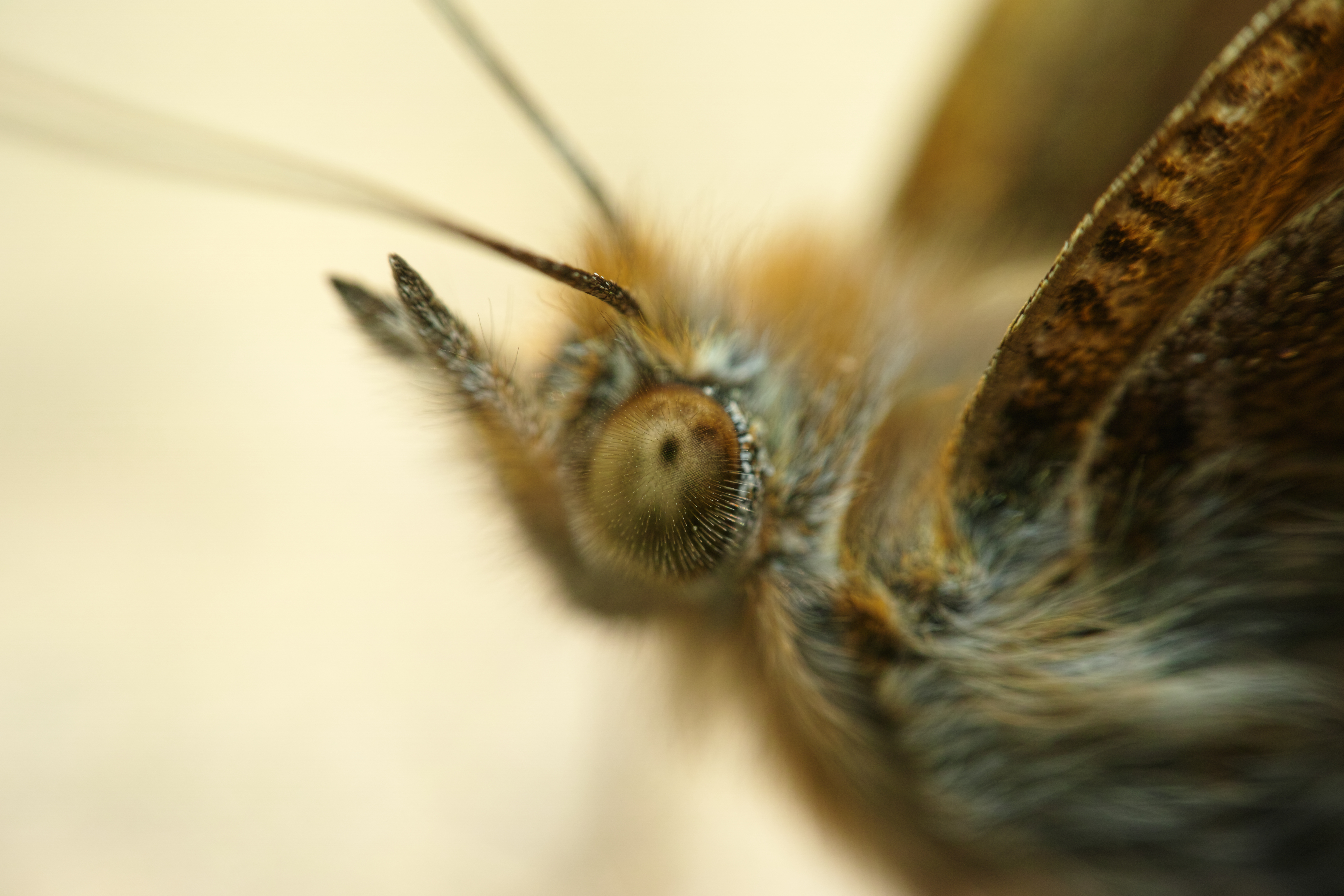 勢いよく飛び回るヒメアカタテハだが、この個体はなぜか大人しく地面に止まっていて、至近距離でマクロ撮影することができた。複眼にピントを合わせると、そこにはたくさんの毛が放射状に生えているのが分かって驚いてしまう。恐らくゴミの付着の防止策で、昆虫ならではのダストリダクションシステムだと言える。（クローズアップレンズ使用）