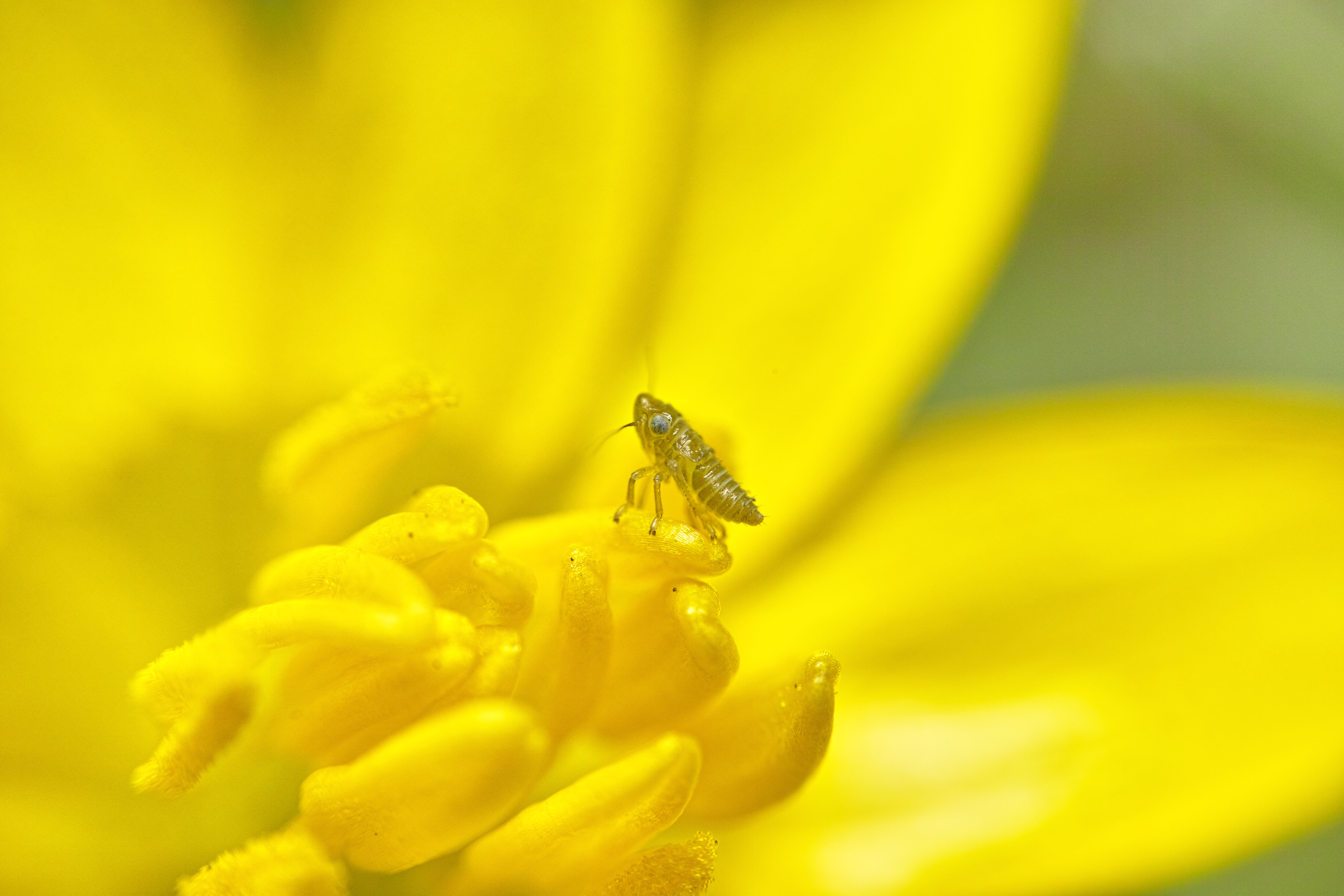 リュウキンカの花を撮影しようとしたら、ヨコバイの一種が止まっているのに気が付いた。まだ幼虫で羽も生えていない。極小ながら意外にも立体的な形状で、ピント合わせには苦労してしまった。（クローズアップレンズ使用）