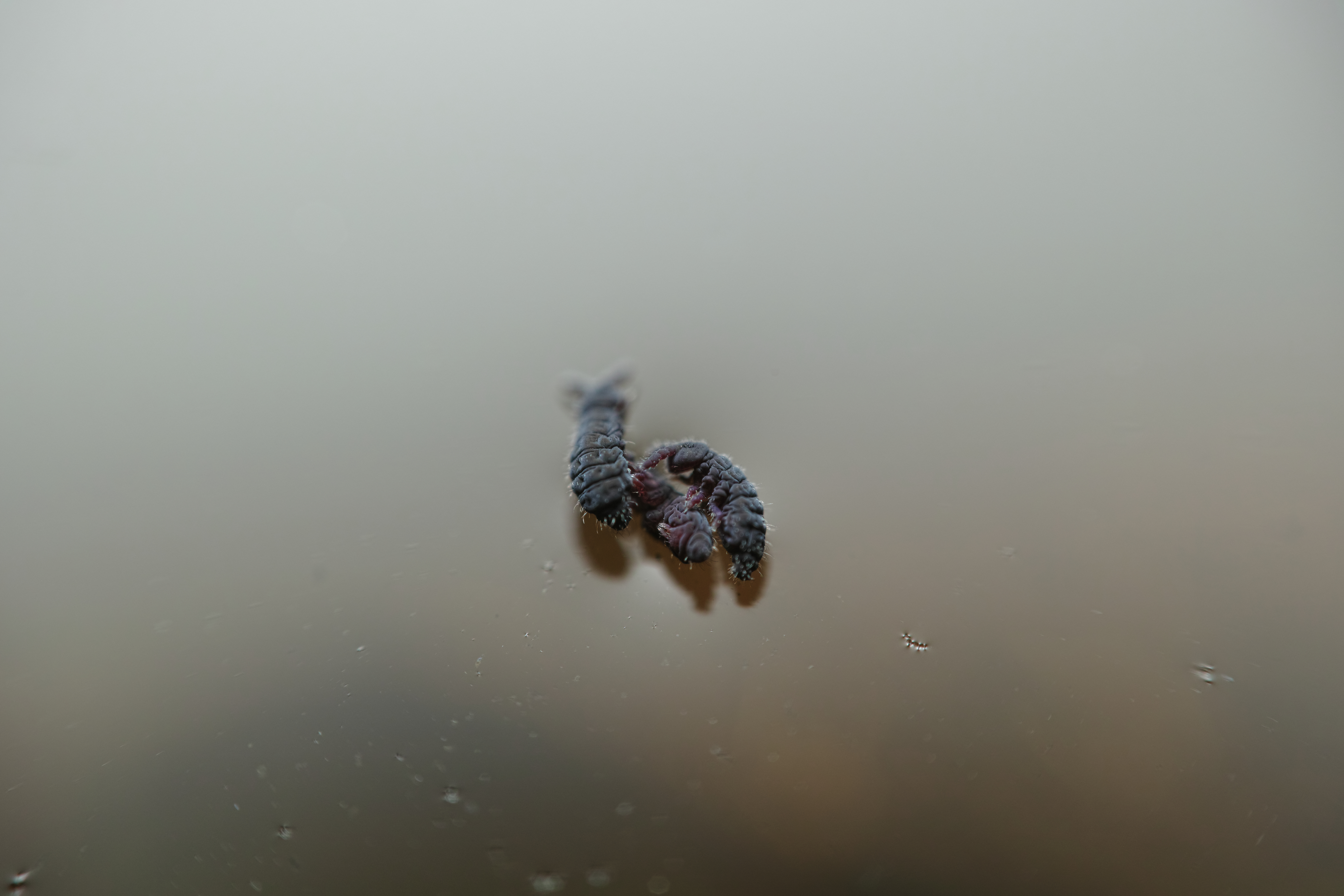 里山の水たまりに浮いていたムラサキトビムシ。子供のころの図鑑には原始的な昆虫と記載されていたが、最近では昆虫とは別の生物に分類されている。1mm程度の小さな虫だが、拡大すると着ぐるみの怪獣のようで、なかなか可愛らしい。三つ巴になって交尾をしてるようにも見えるが本当のところは分からない。（クローズアップレンズ使用）