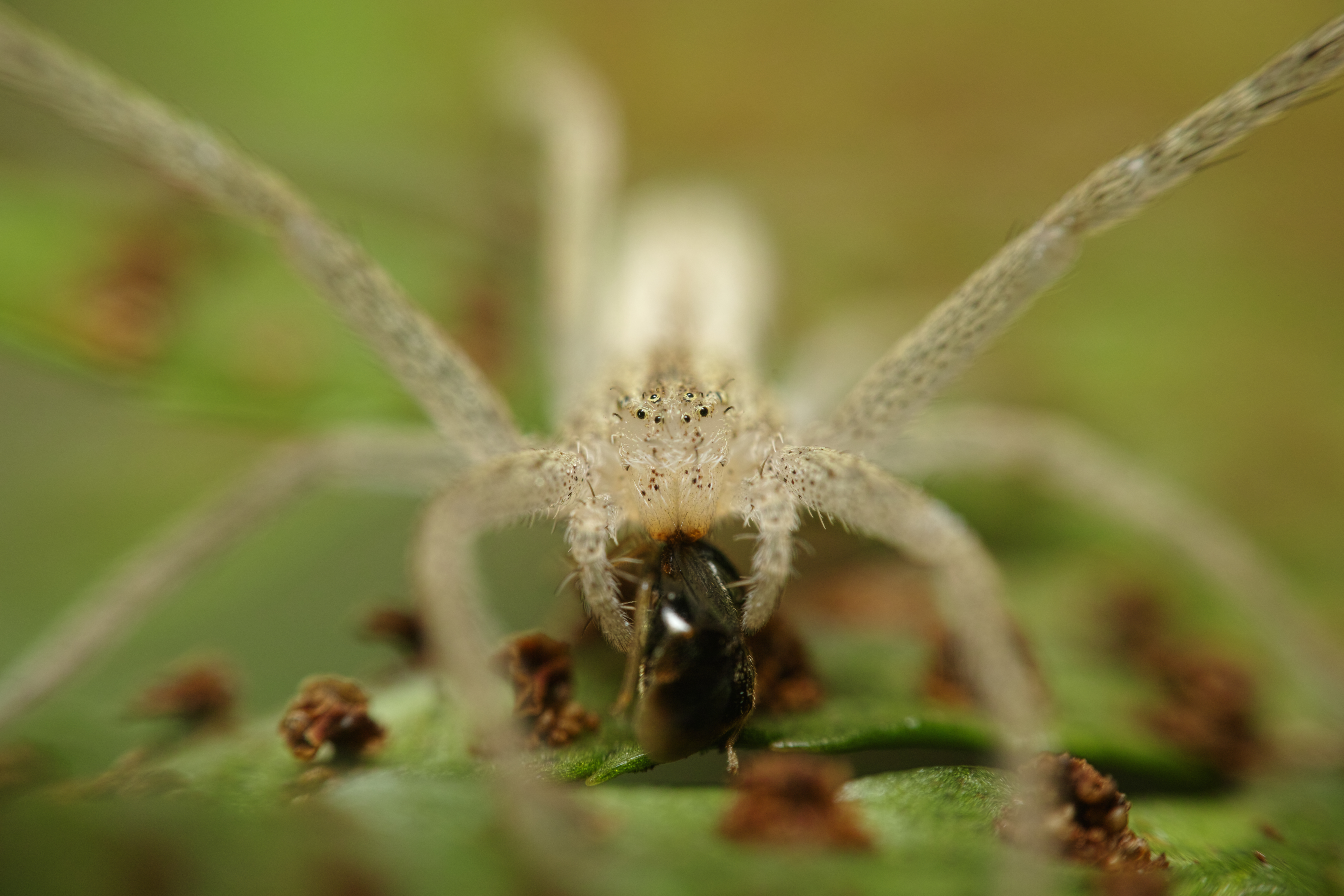 葉っぱに止まったワカバグモを正面から撮影。カメムシの一種を獲物として捉えている。クモの仲間は目が複眼ではなく単眼で、それがいくつか顔面に並んでいる。（クローズアップレンズ使用）