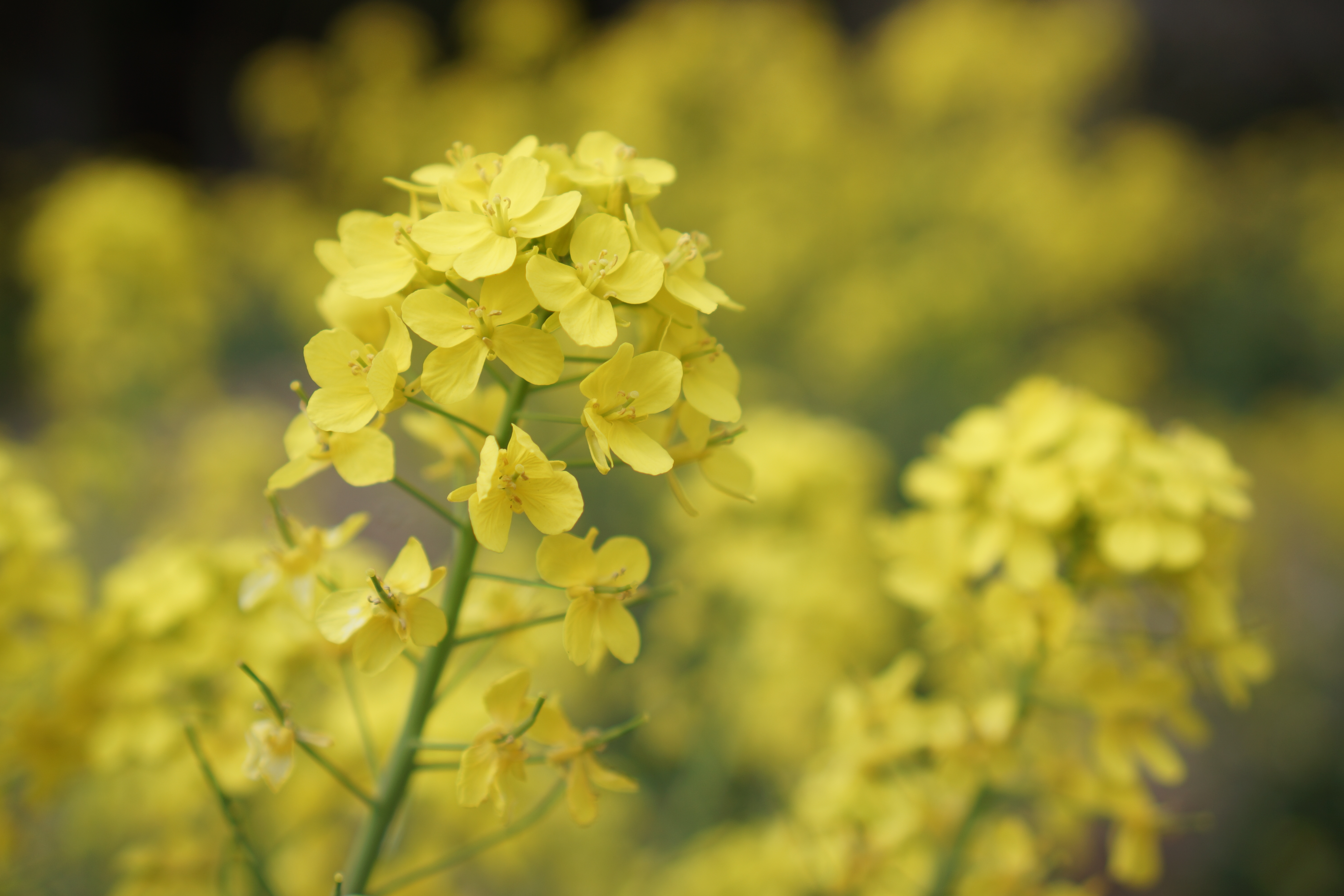 NEX-7 / E 35mm F1.8 OSS / 約4MB / 6,000×4,000 / 1/1,250秒 / F2.8 / +1EV / ISO100 / 絞り優先AE / WB：オート / 35mm