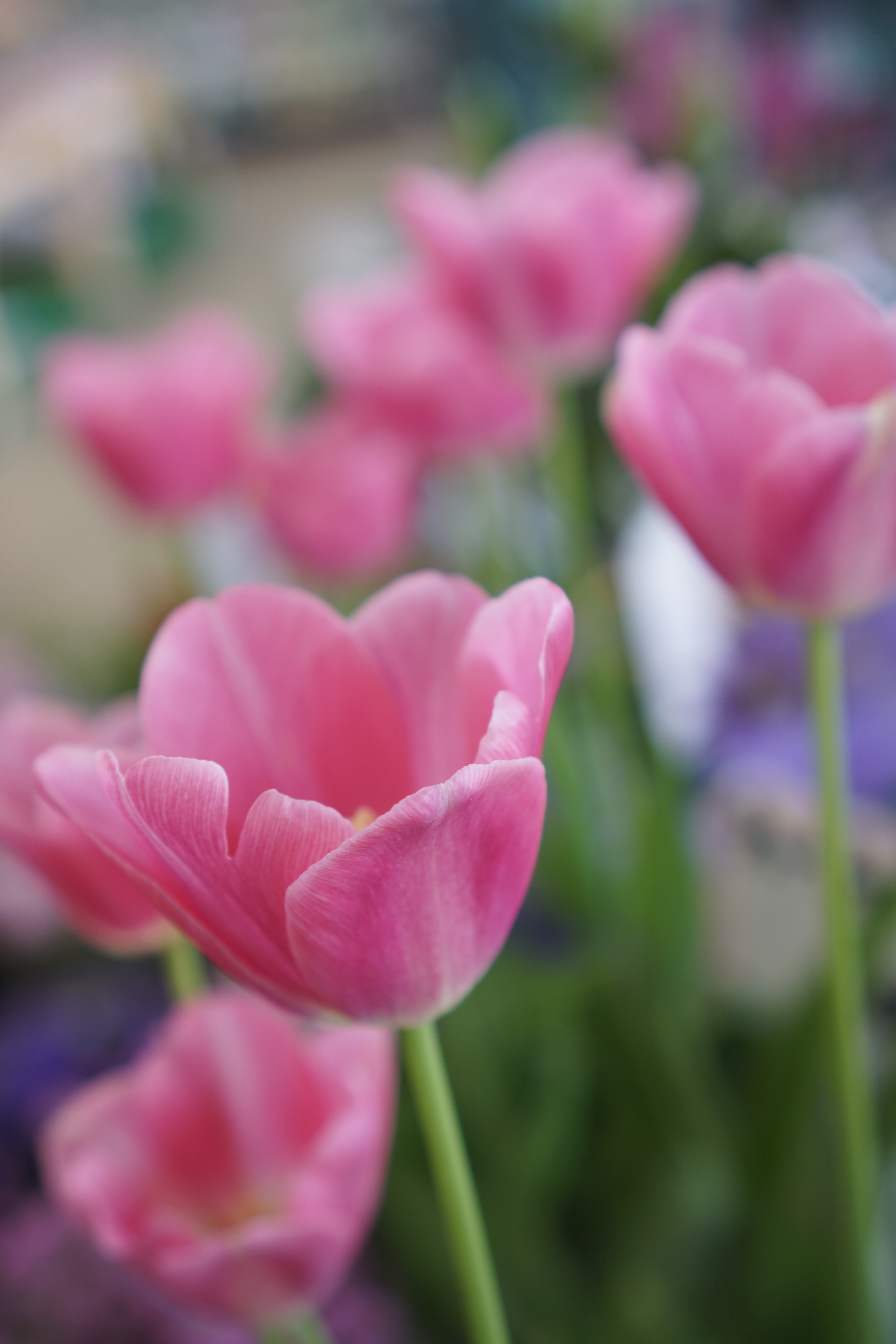 NEX-7 / E 35mm F1.8 OSS / 約3.8MB / 4,000×6,000 / 1/50秒 / F2.8 / +1EV / ISO100 / 絞り優先AE / WB：オート / 35mm