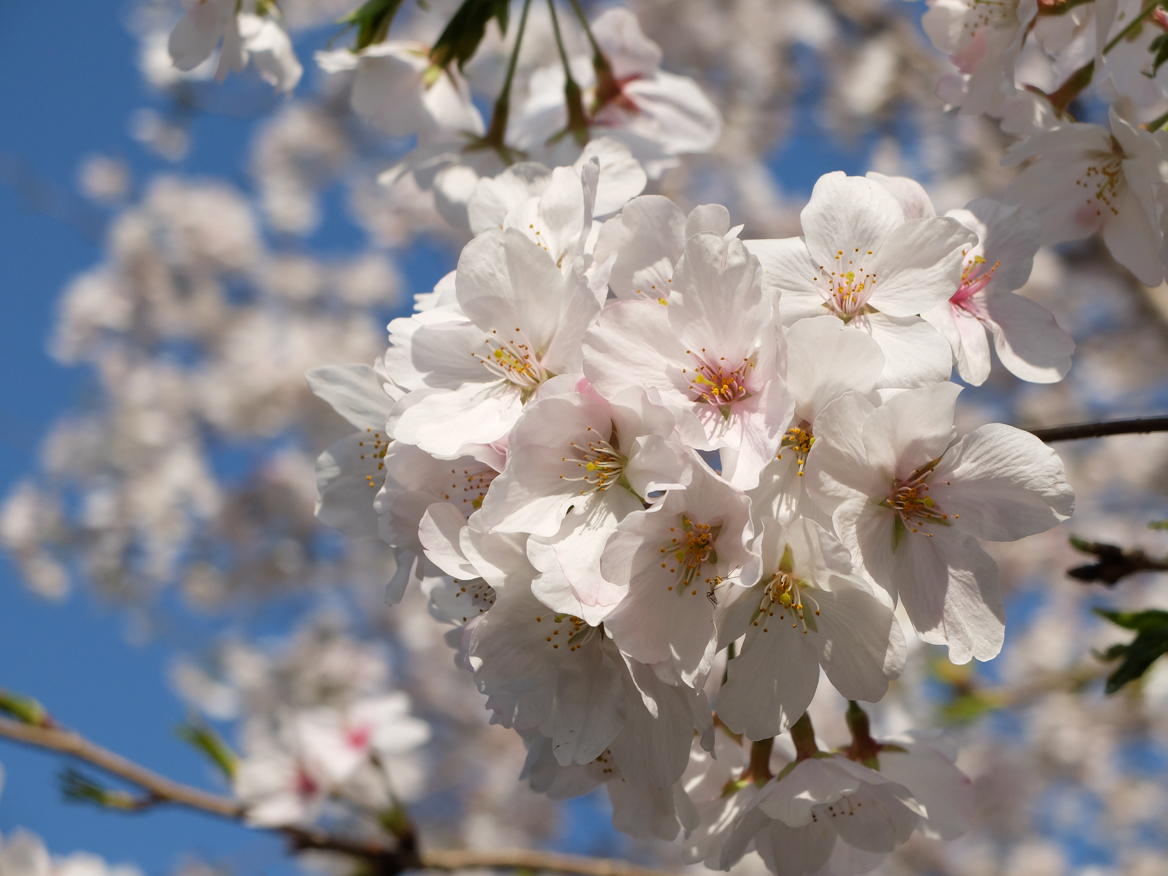 X20 / 約3.1MB / 4,000×3,000 / 1/1,200秒 / F4.5 / +0.7EV / ISO100 / 21.9mm