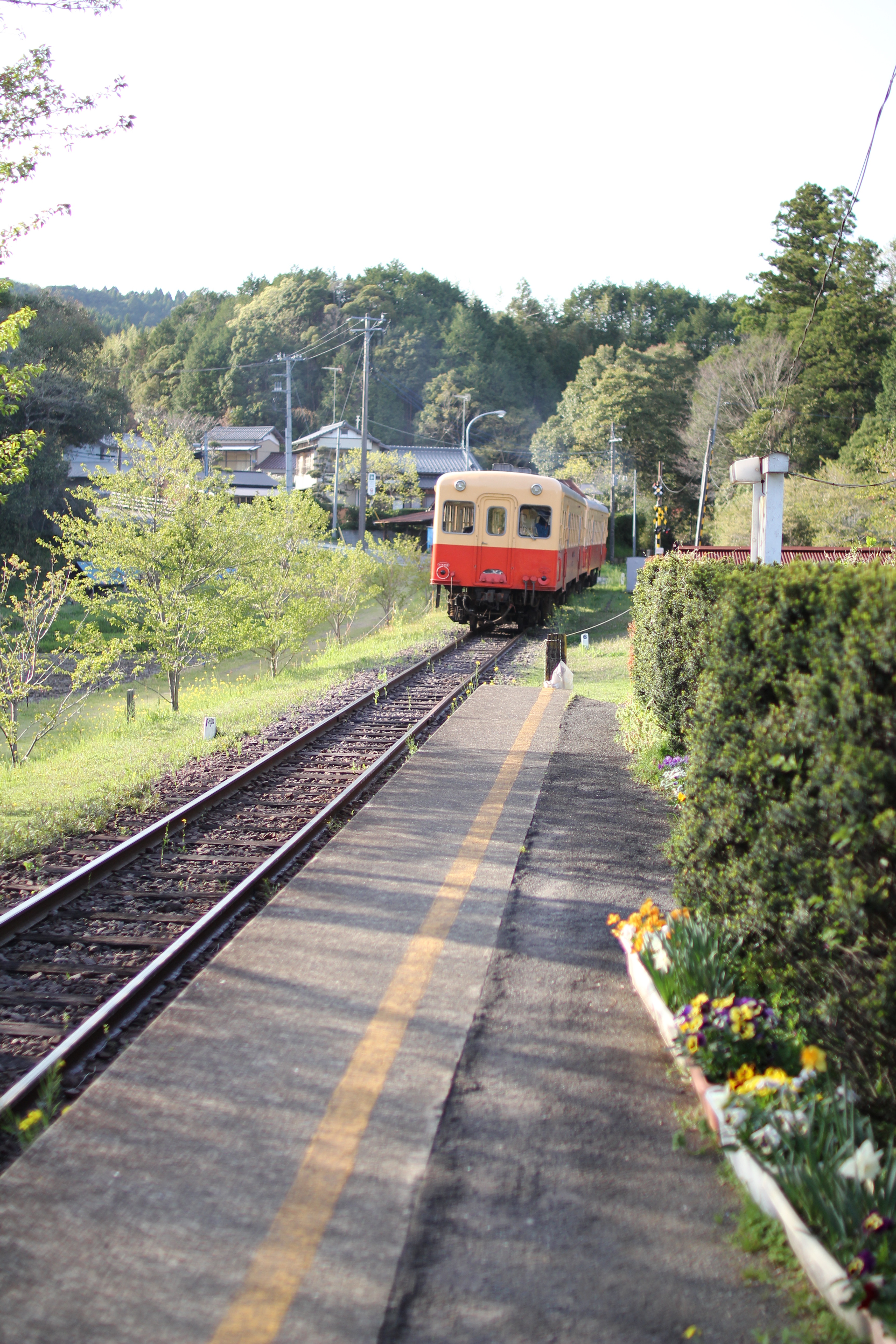EOS 60D / 30mm F1.4 DC HSM / 約7.2MB / 3,456×5,184 / 1/1250秒 / F1.4 / +0.7EV / ISO100 / 絞り優先AE / WB：オート / 30mm