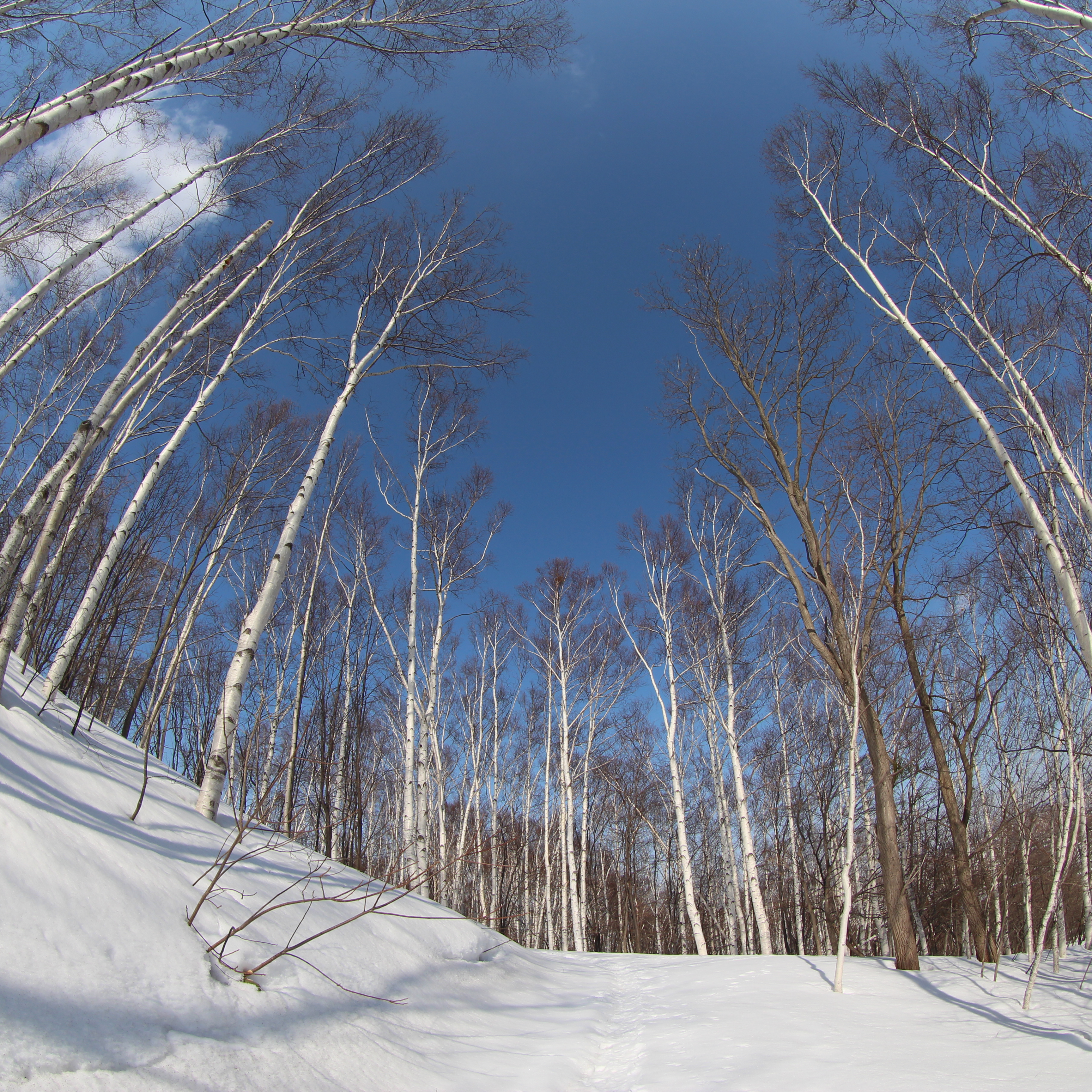 画面右上隅のあたりを見ると倍率色収差が出ているのがわかる。このレンズは補正データがまだないので自動補正が効かない。でも、Lレンズだけあって解像感はなかなかにすごい。EOS M / EF 8-15mm F4 L Fisheye USM / 絞り優先AE / 3,456×3,456 / 1/500秒 / F8 / -0.7EV / ISO100 / WB：オート / 8mm（12.8mm相当）