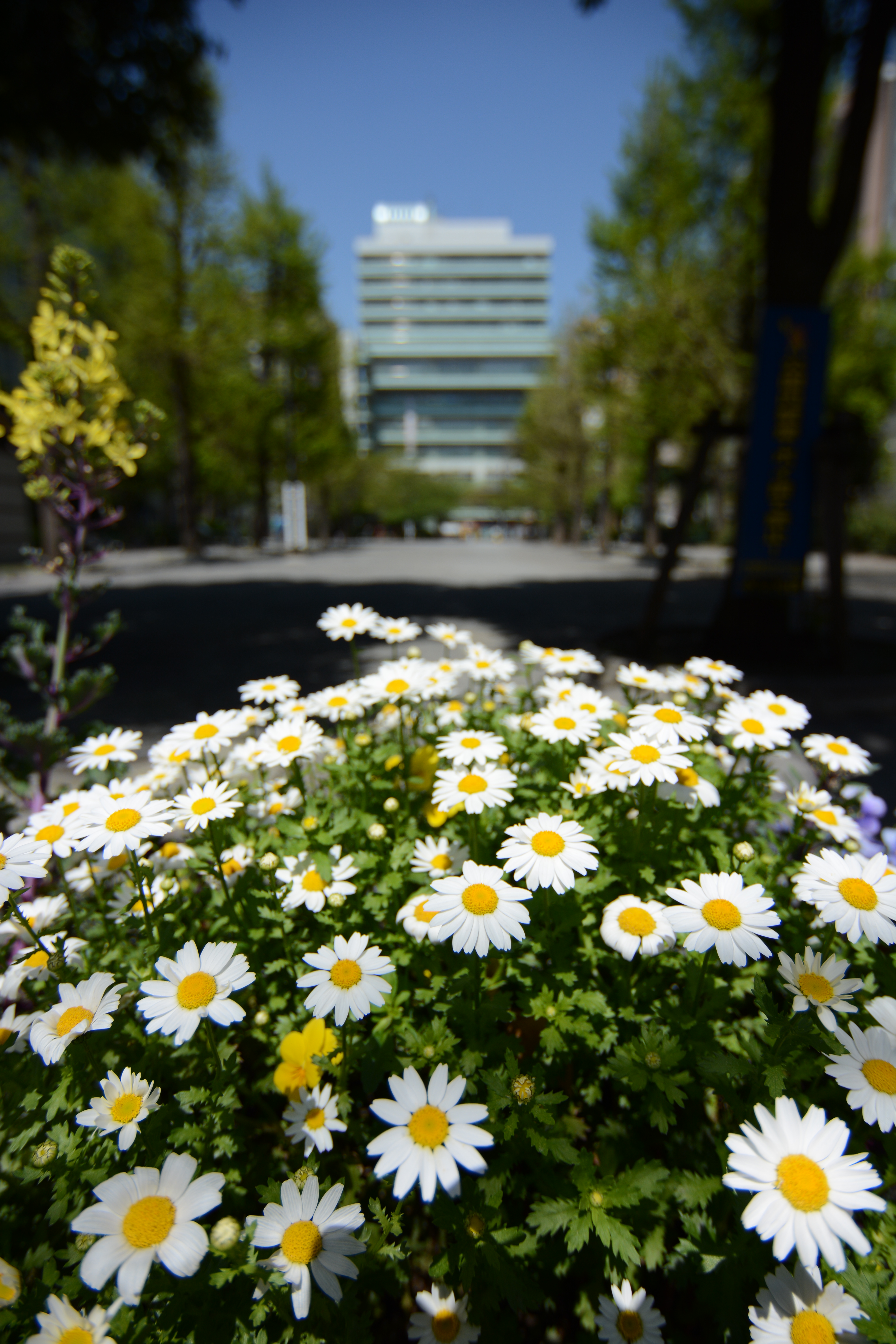 D7100 / AT-X 12-28 PRO DX / 約9.2MB / 4,000×6,000 / 1/2000秒 / F4 / -0.3EV / ISO100 / 絞り優先AE / WB：オート / 12mm