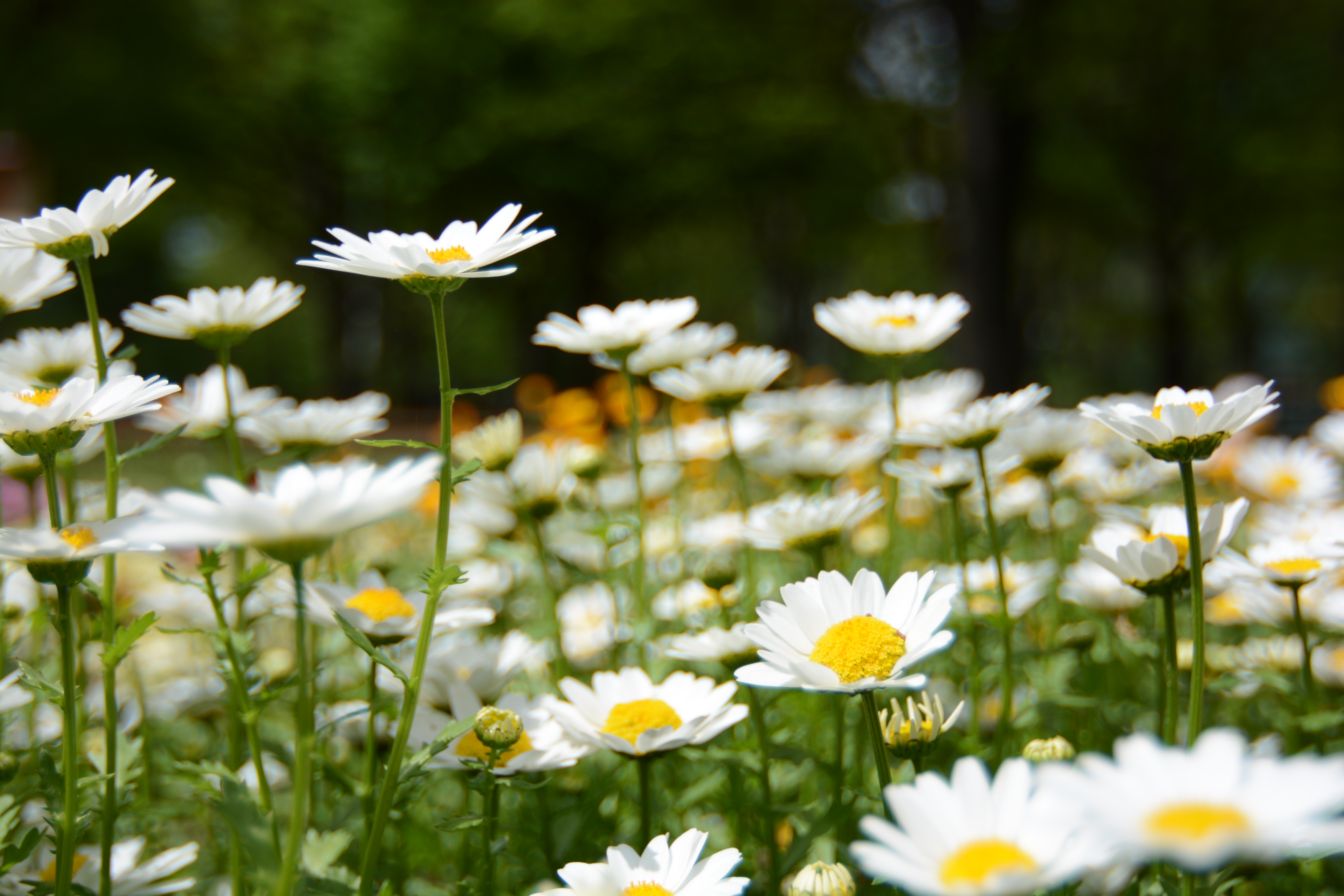 D7100 / AT-X 12-28 PRO DX / 約8.4MB / 6,000×4,000 / 1/1000秒 / F4 / -1.0EV / ISO100 / 絞り優先AE / WB：オート / 28mm