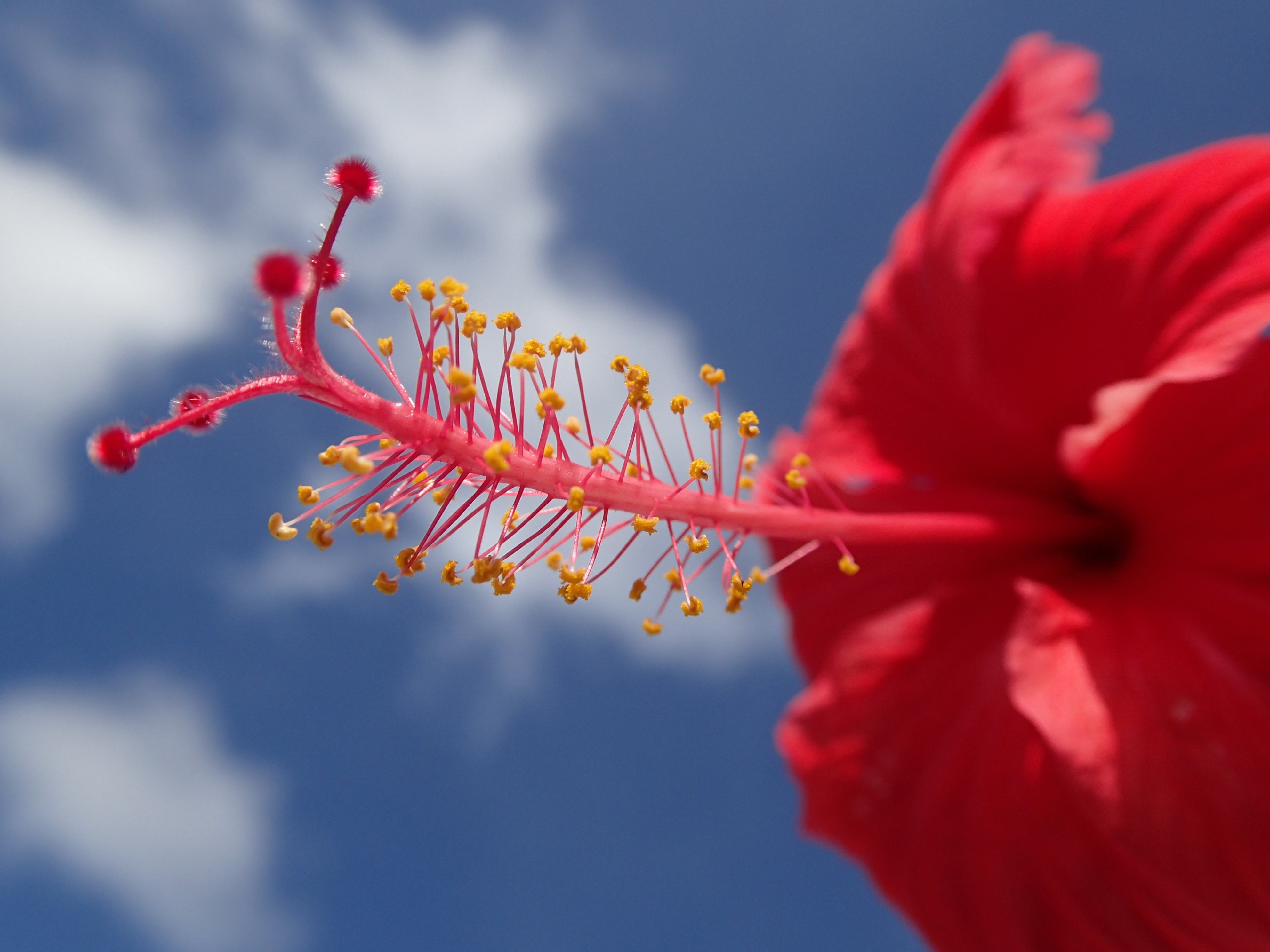 スーパーマクロモード、焦点距離30mm相当。まだ近づけるしズームもできる。マクロ撮影はかなり強い