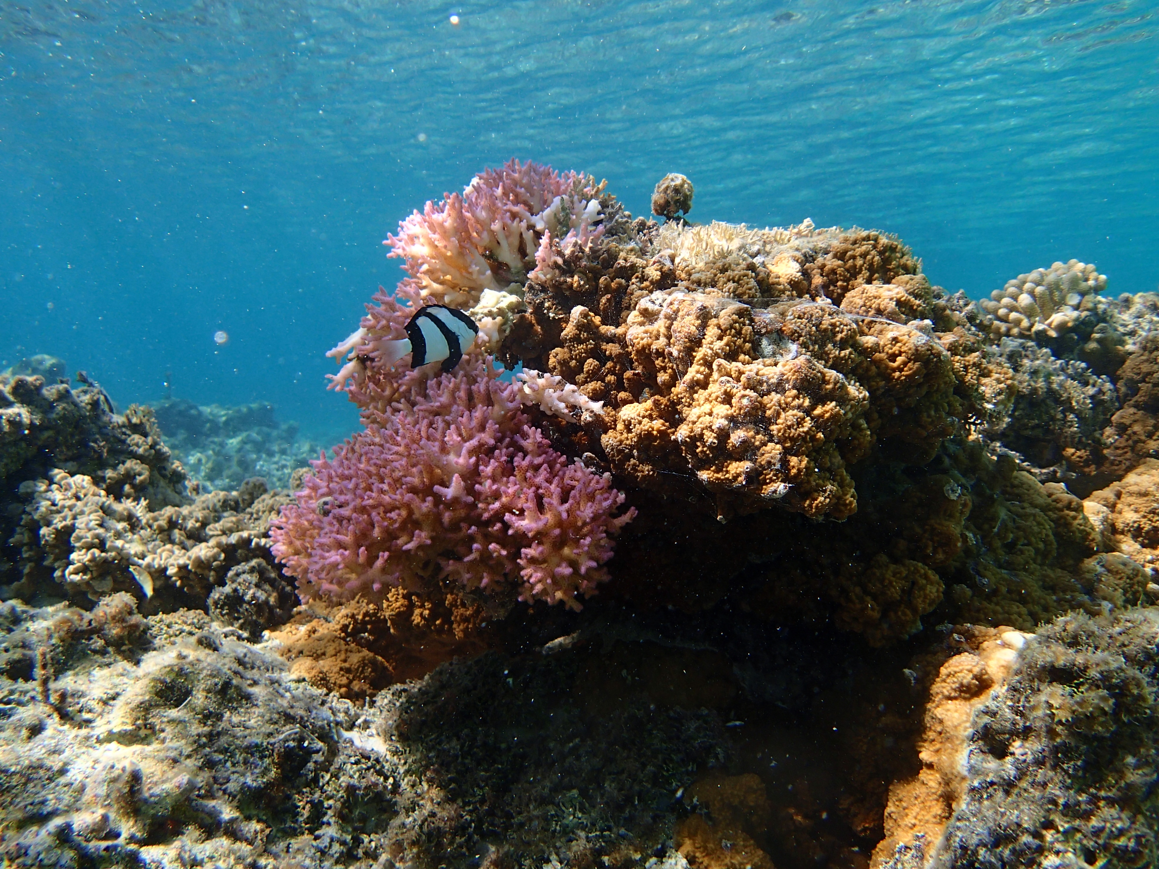 水中スナップモード。基本的にはこのモードが使いやすい。マリアナリゾートではプライベートビーチでシュノーケリングが楽しめる。機材のレンタルも行なっている