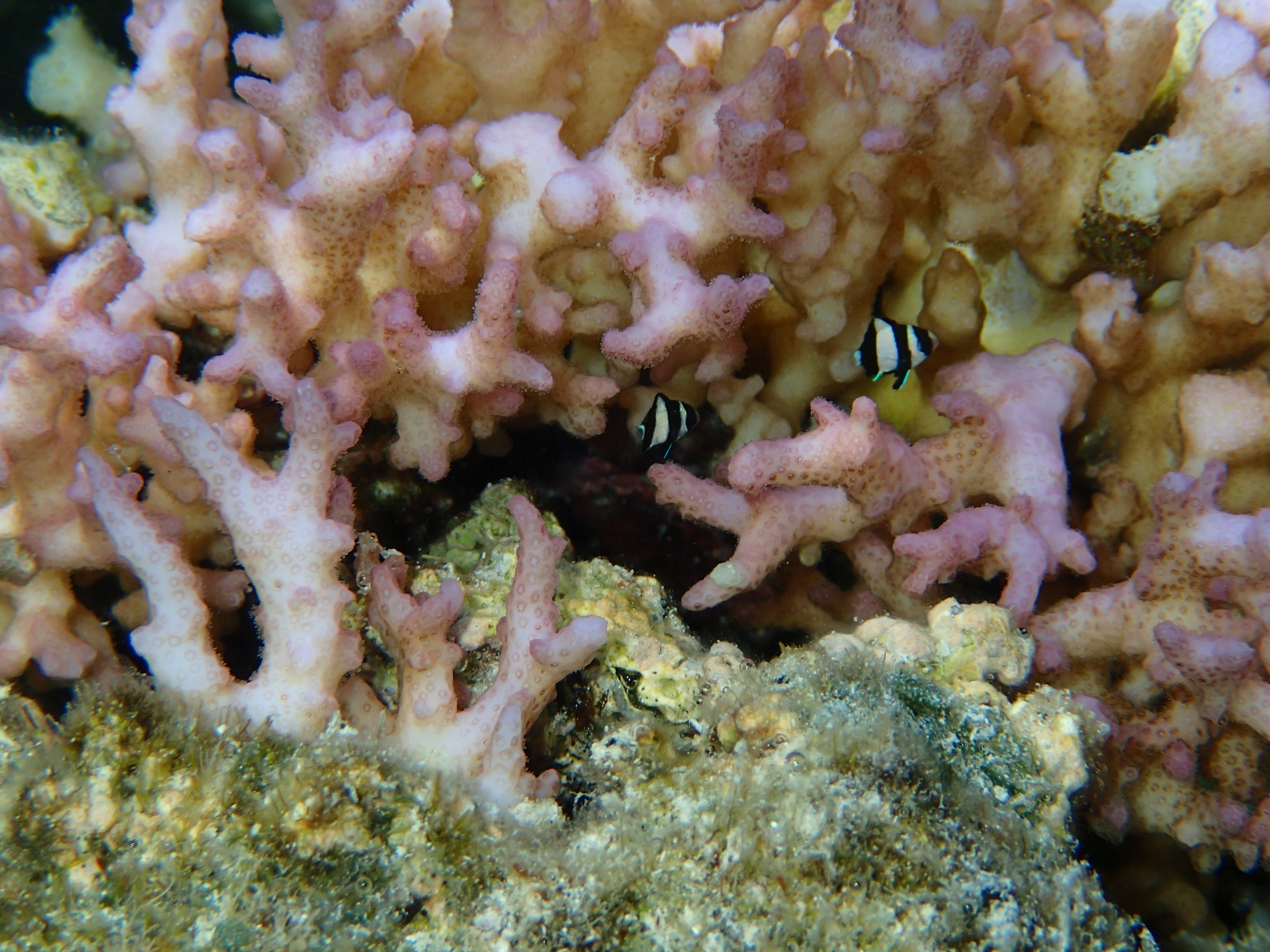 水中マクロモード。ストロボが強制発光になるようだ