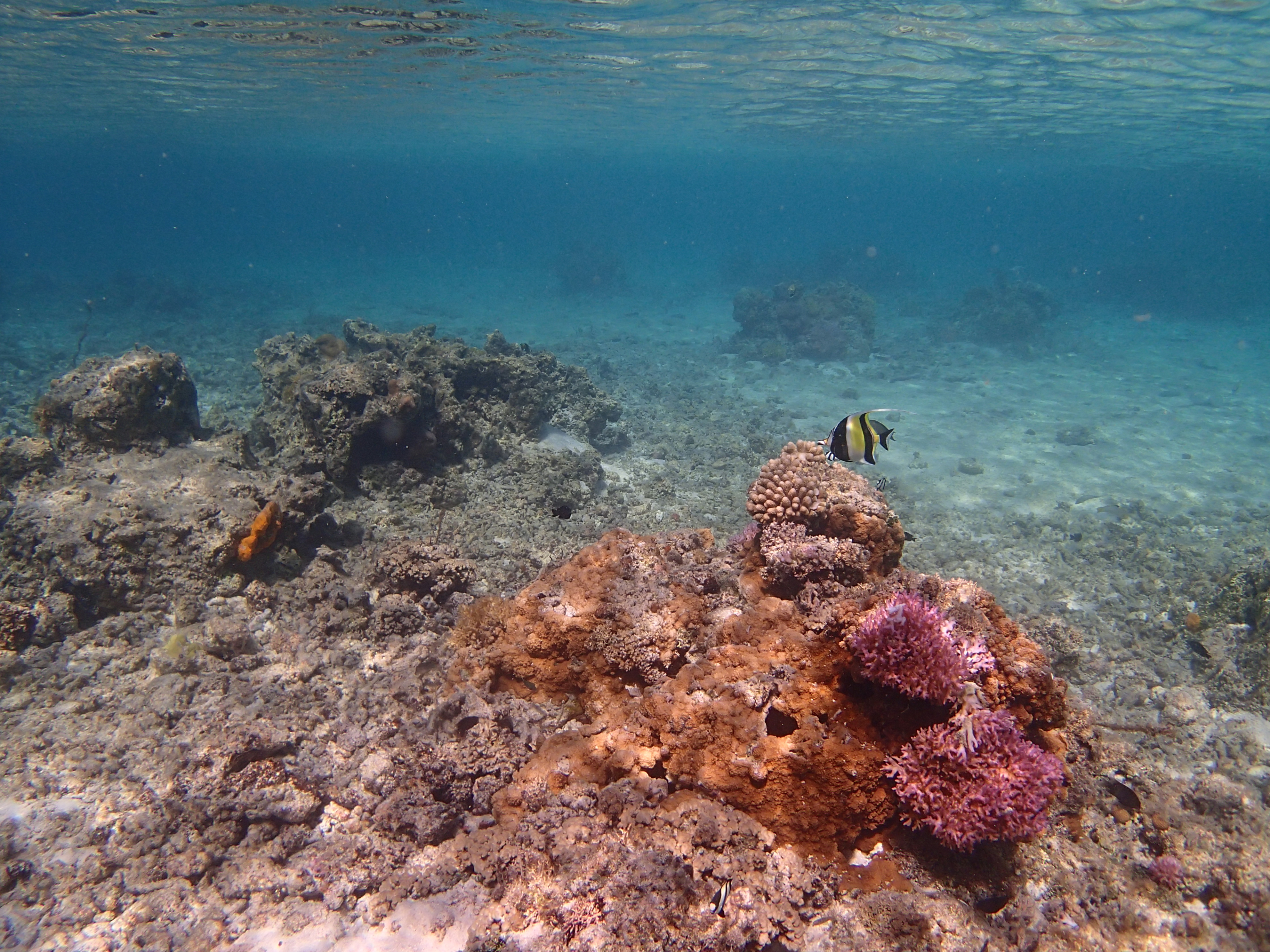 フィッシュアイコンバーターをつけると、より広い画角（24.6mm相当）になる。この例では、水面と海底の両方を収めることができた