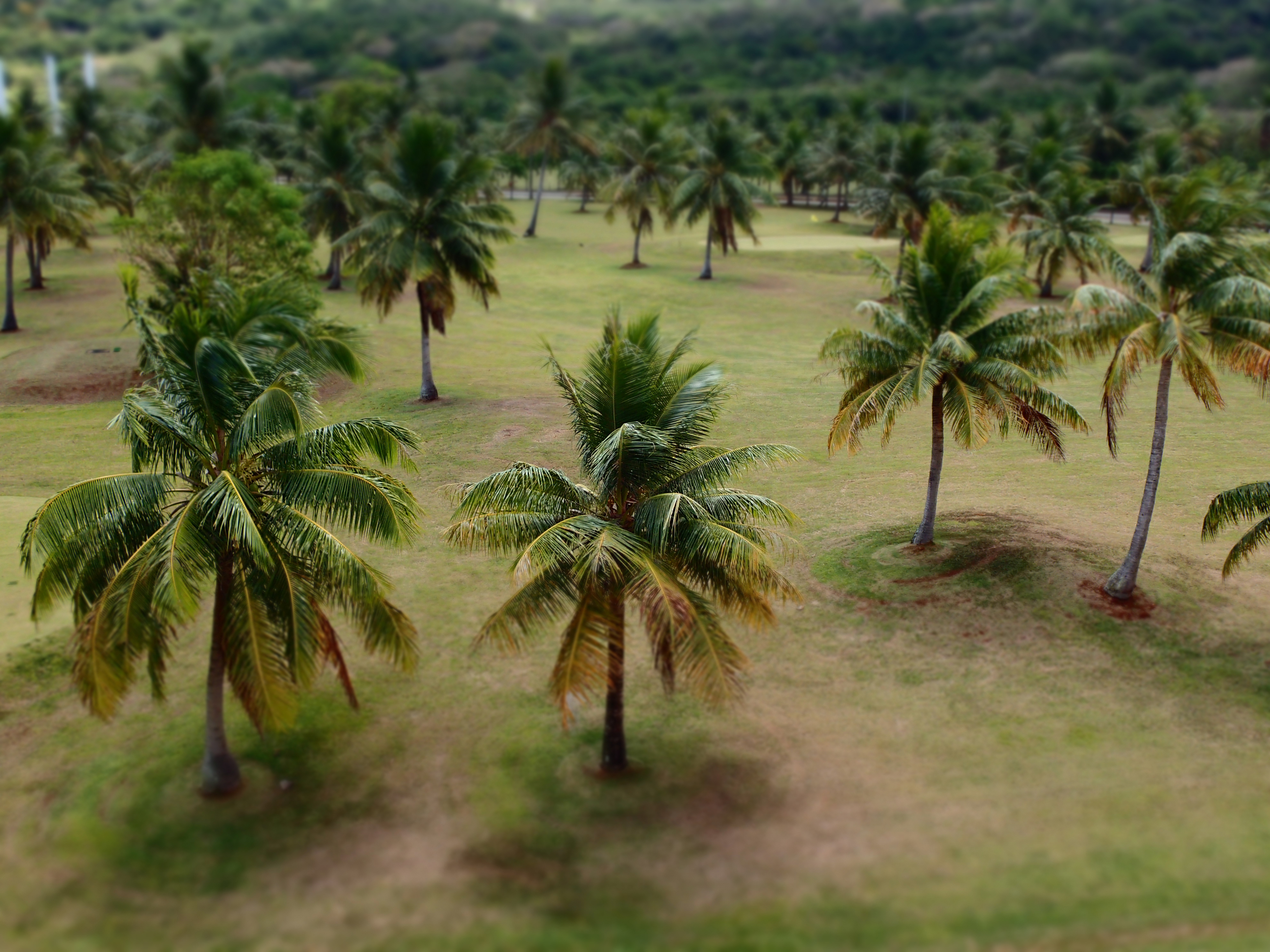 マジックフィルター「ミニチュア」。ホテルには18ホールの本格的なゴルフコースと、8ホールのショートコースが併設されている