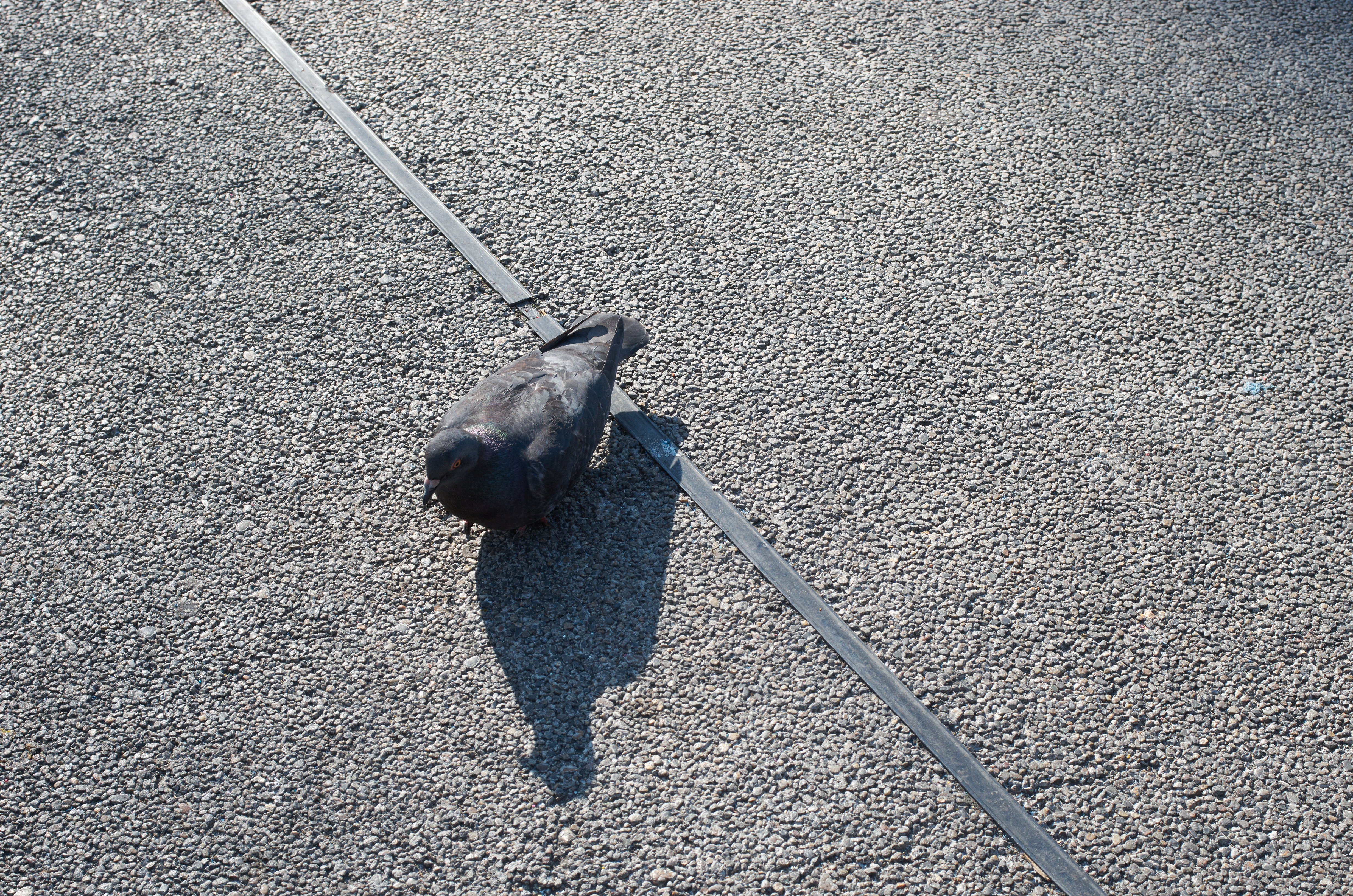 俗にいう“解像感”というやつはこの写真でいえばアスファルトの固さの表現にあたるわけだが、線が太くならず、鳩の羽の持つ柔らかさも同時に写しとめているのがこのカメラとレンズの組み合せを象徴している。PENTAX K-5 IIs / DA 40mm F2.8 Limited / 約20.7MB / 4,928×3,264 / 1/500秒 / F9 / 0EV / ISO640 / 絞り優先AE / 40mm