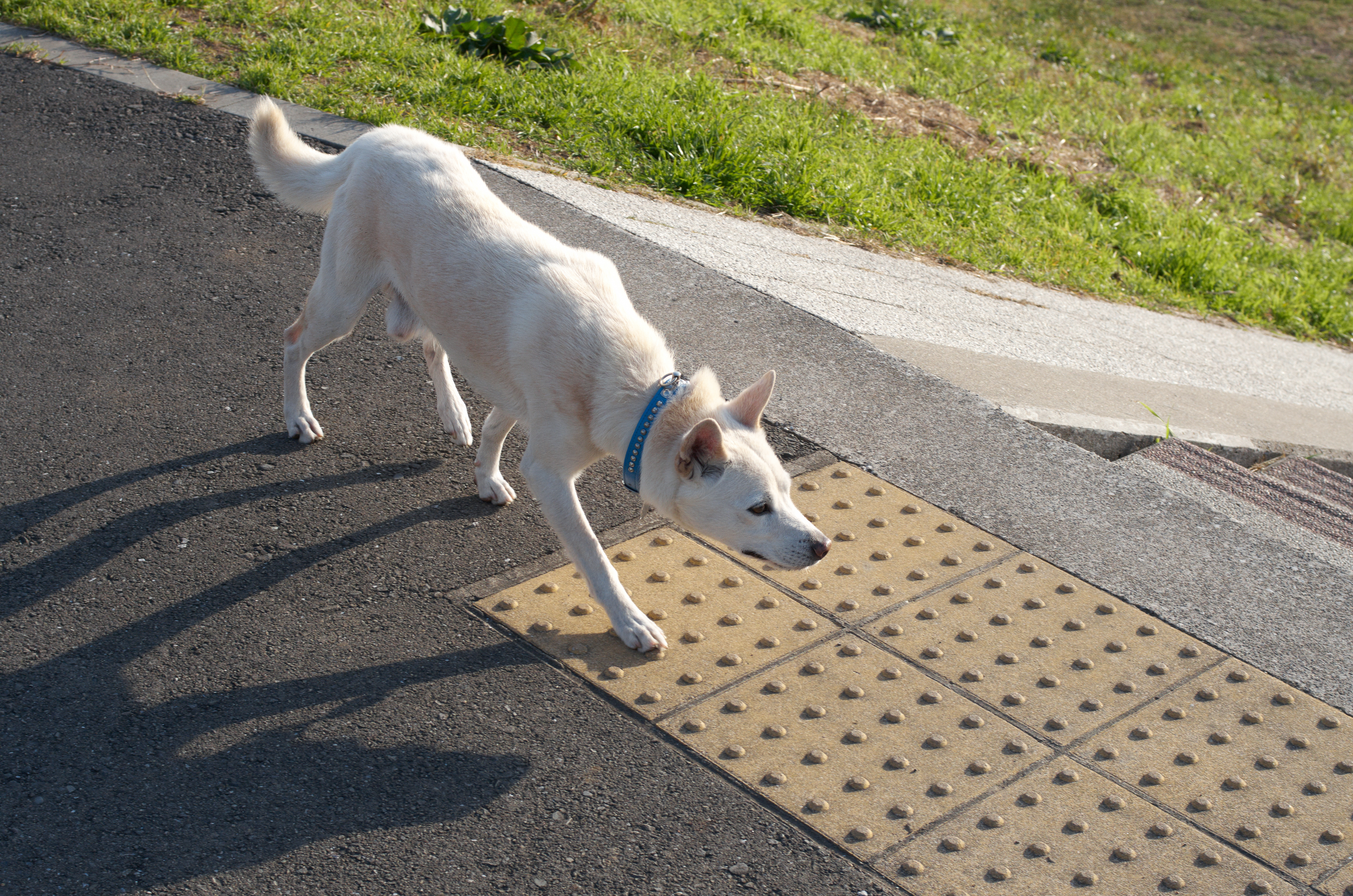 反逆光の犬の毛並みがよく表現された。路面や斜面が流れているように見えるのは小走りの犬を追って流し撮りしたためで収差ではない。PENTAX K-5 IIs / DA 40mm F2.8 Limited / 約14.9MB / 4,928×3,264 / 1/800秒 / F8 / 0EV / ISO500 / 絞り優先AE / 40mm