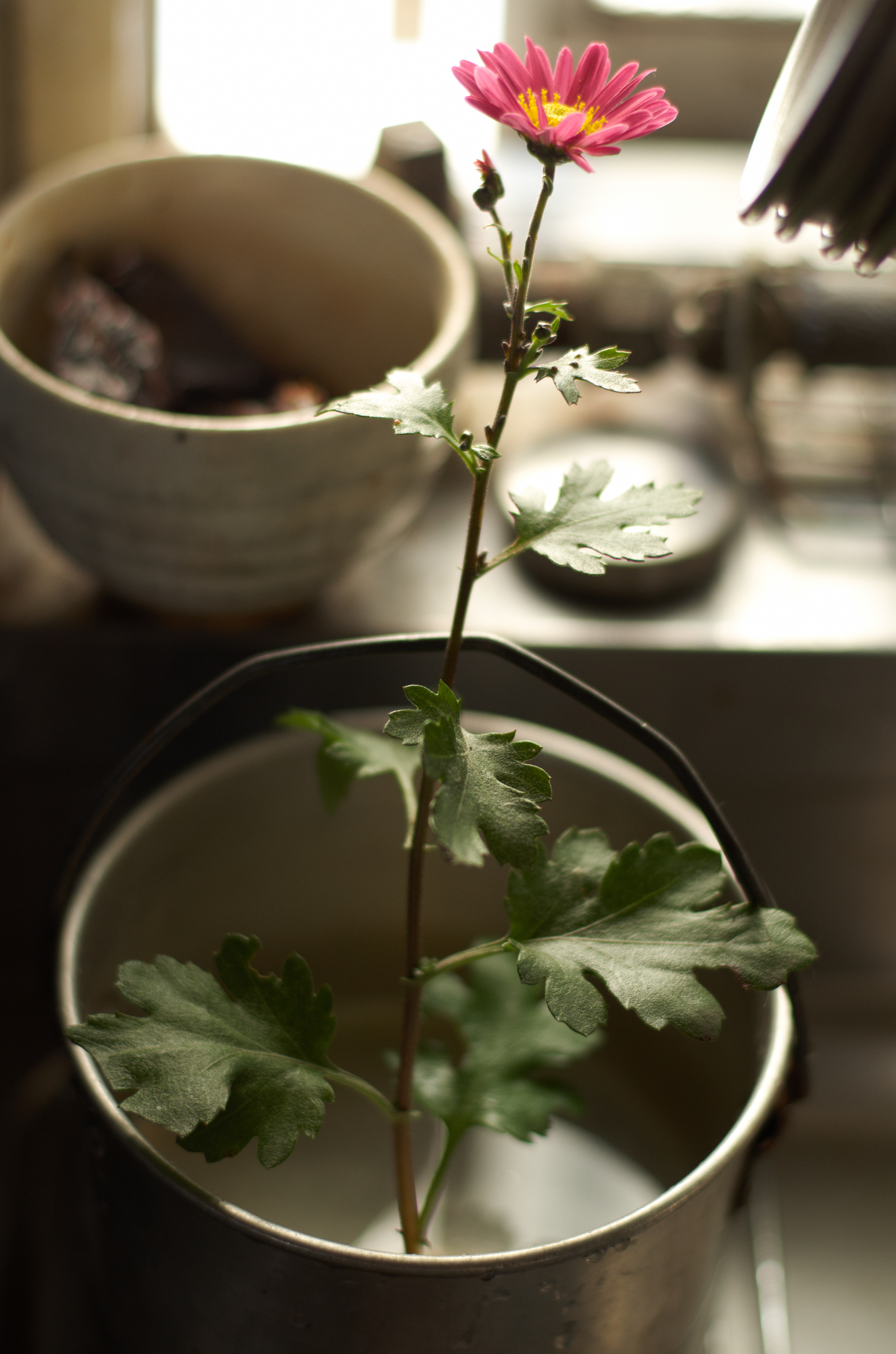 私自身はこのレンズはF2からF5.6くらいまでが一番面白いところだと考えている。半逆光の空間描写が美しい。PENTAX K-5 IIs / NOKTON 58mm F1.4 SL ZK / 約9.3MB / 3264x4928 / 1/100秒 / F2 / -0.3EV / ISO400 / 絞り優先AE / 55mm