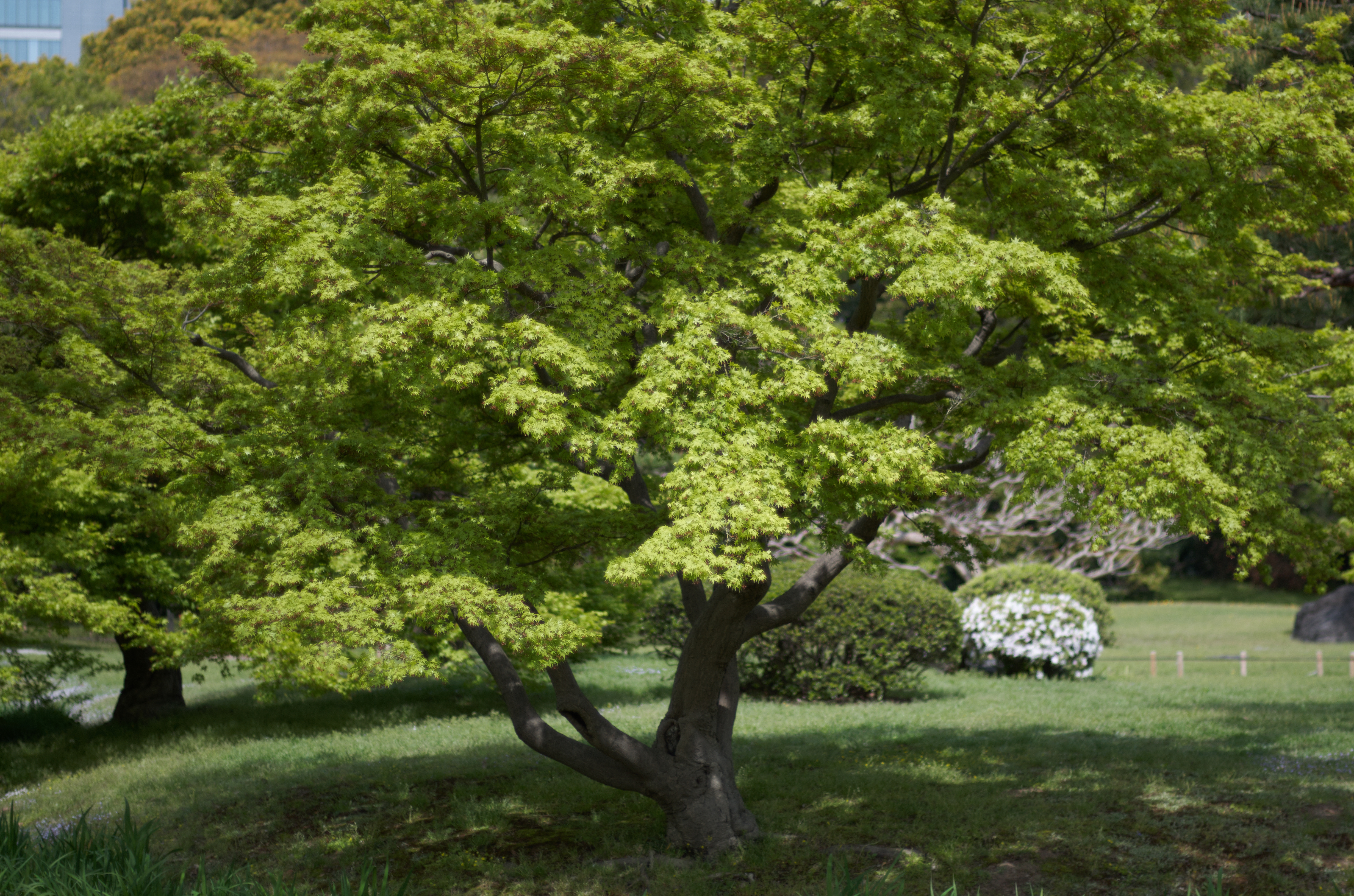 絞り開放で遠景を撮ってみた。一見ボケボケのようだけれども、等倍で見れば1枚1枚の葉の先までシャープに解像しているのがわかると思う。ローパス付きのカメラではここまでの解像は望めず、つまりこの写真は成立しない。PENTAX K-5 IIs / NOKTON 58mm F1.4 SL ZK / 約11.2MB / 4,928×3,264 / 1/5,000秒 / F1.4 / 0EV / ISO125 / 絞り優先AE / 55mm