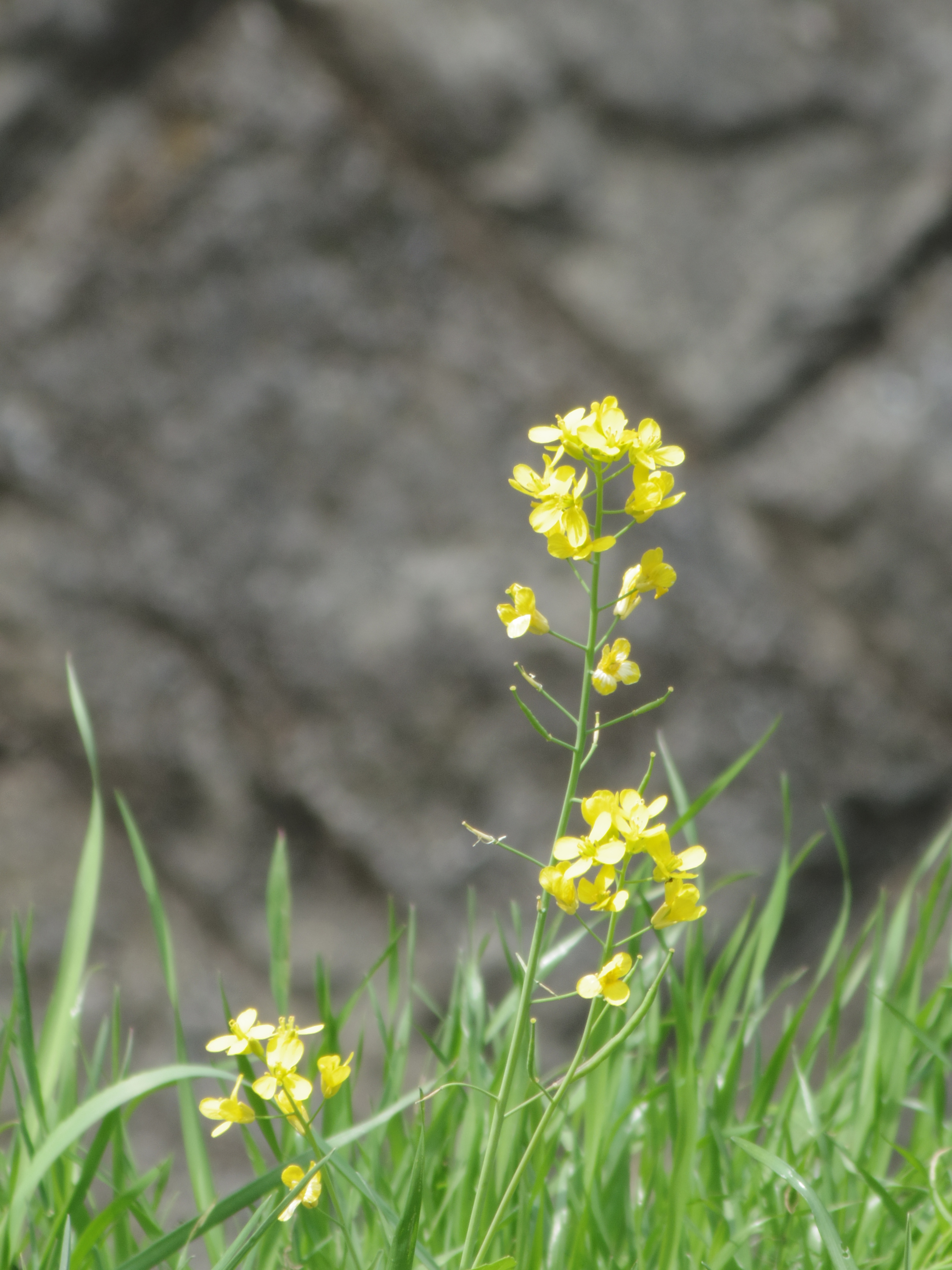 200mmで撮影。川の中州に咲いている菜の花もここまで拡大できました。PENTAX Q10 / DA 50-200mm F4-5.6 ED WR / 約3.2MB / 4,000×3,000 / 1/80秒 / 絞り目盛り：0 / 0EV / ISO100 / 絞り優先AE / WB：オート / 200mm
