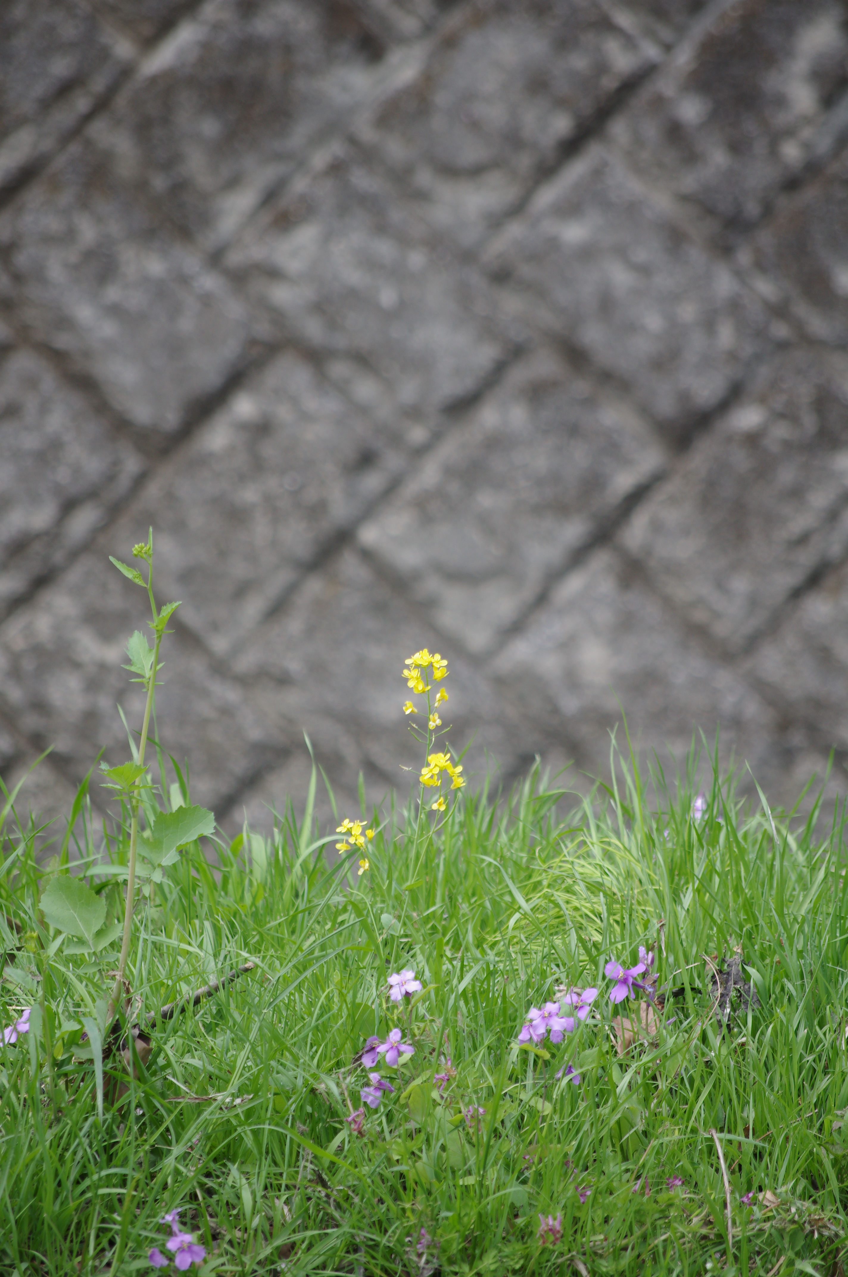 200mmで撮影。近寄れない状況でかなりズームしましたがこれが限界。PENTAX K-r / DA 50-200mm F4-5.6 ED WR / 約4.9MB / 2,848×4,288 / 1/250秒 / F5.6 / 0EV / ISO200 / 絞り優先AE / WB：オート / 200mm