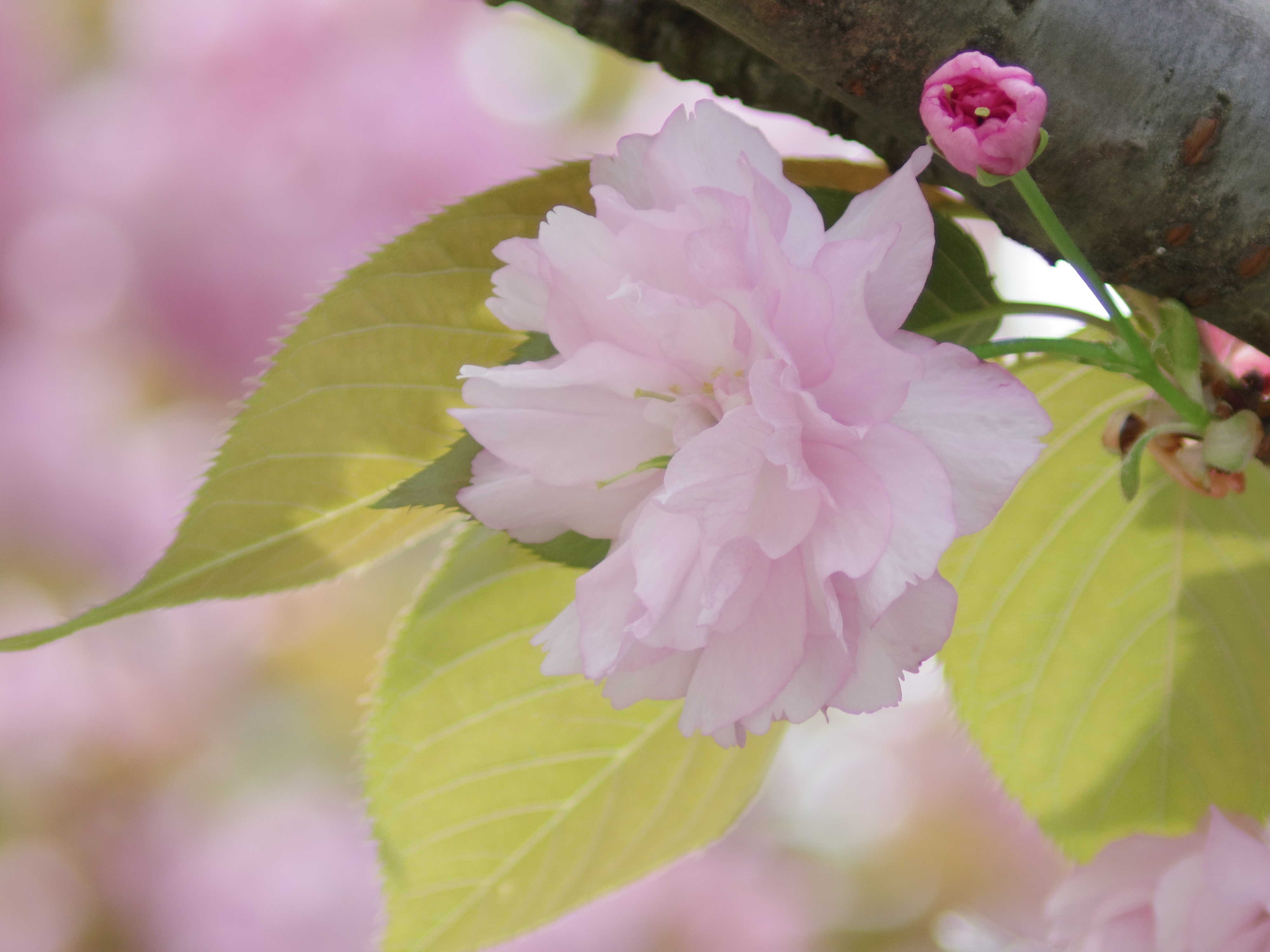 背景の桜が光を受けて丸ボケを作り出してくれました。PENTAX Q10 / DA 50-200mm F4-5.6 ED WR / 約2.2MB / 4,000×3,000 / 1/200秒 / 絞り目盛り：0 / +1EV / ISO200 / 絞り優先AE / WB：オート / 200mm
