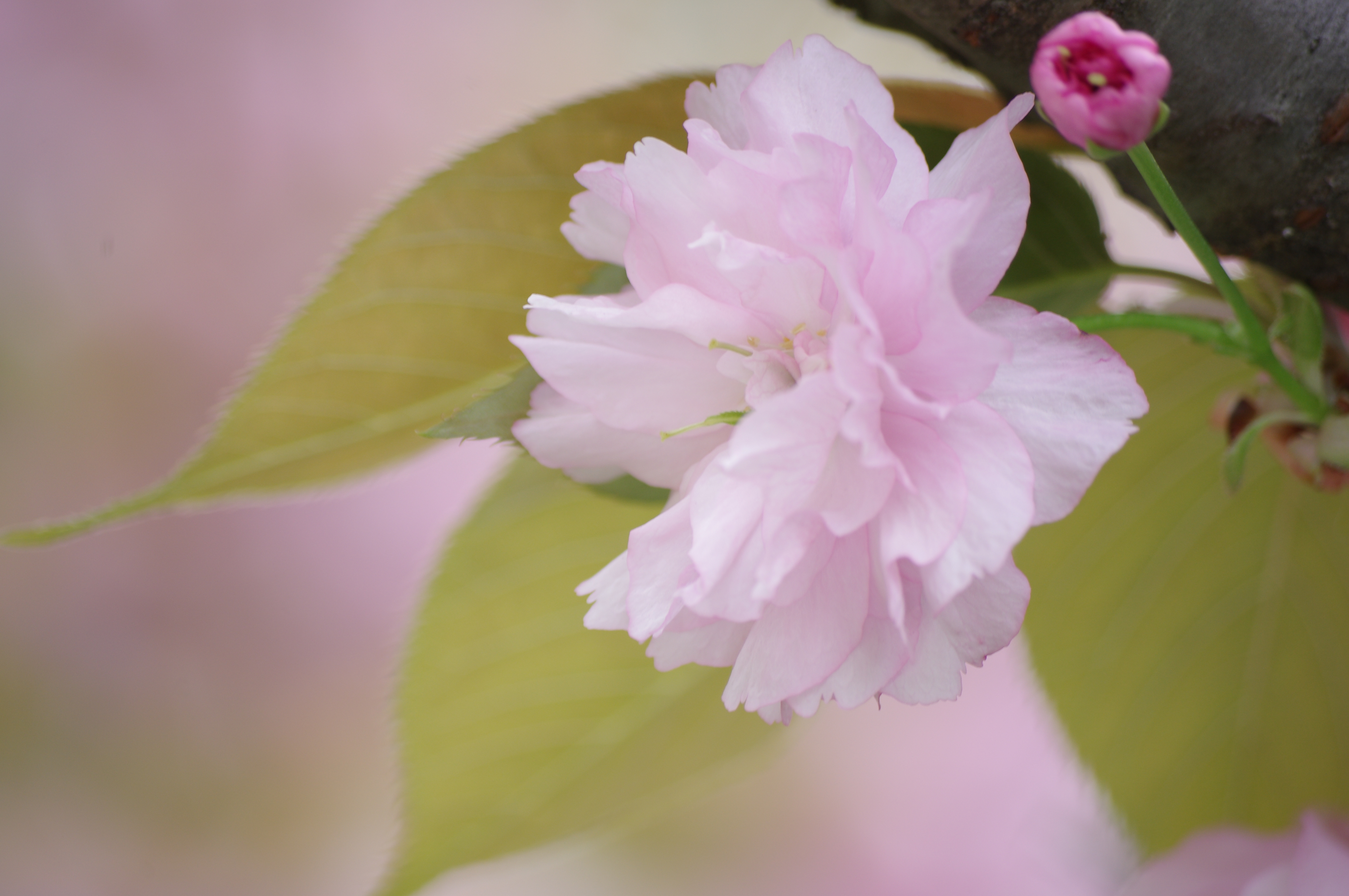 被写体がQ10の時と同じくらいの大きさになるくらいまで近寄って撮影。背景は大きくボケています。PENTAX K-r / DA 50-200mm F4-5.6 ED WR / 約4.4MB / 4,288×2,848 / 1/60秒 / F5.6 / +1EV / ISO200 / 絞り優先AE / WB：オート / 200mm